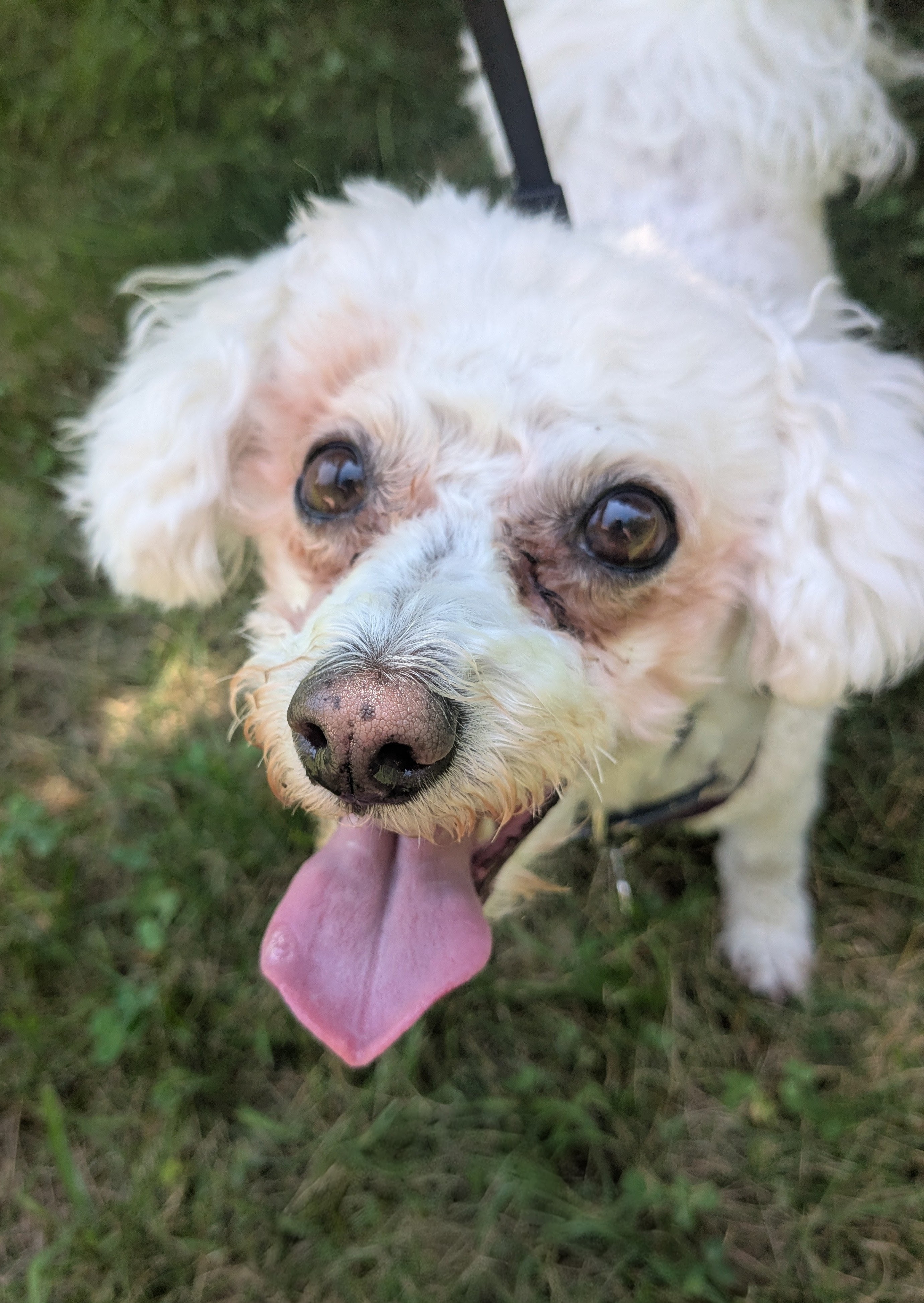 One Cool Pup On A Hot Day! 🥵❤️