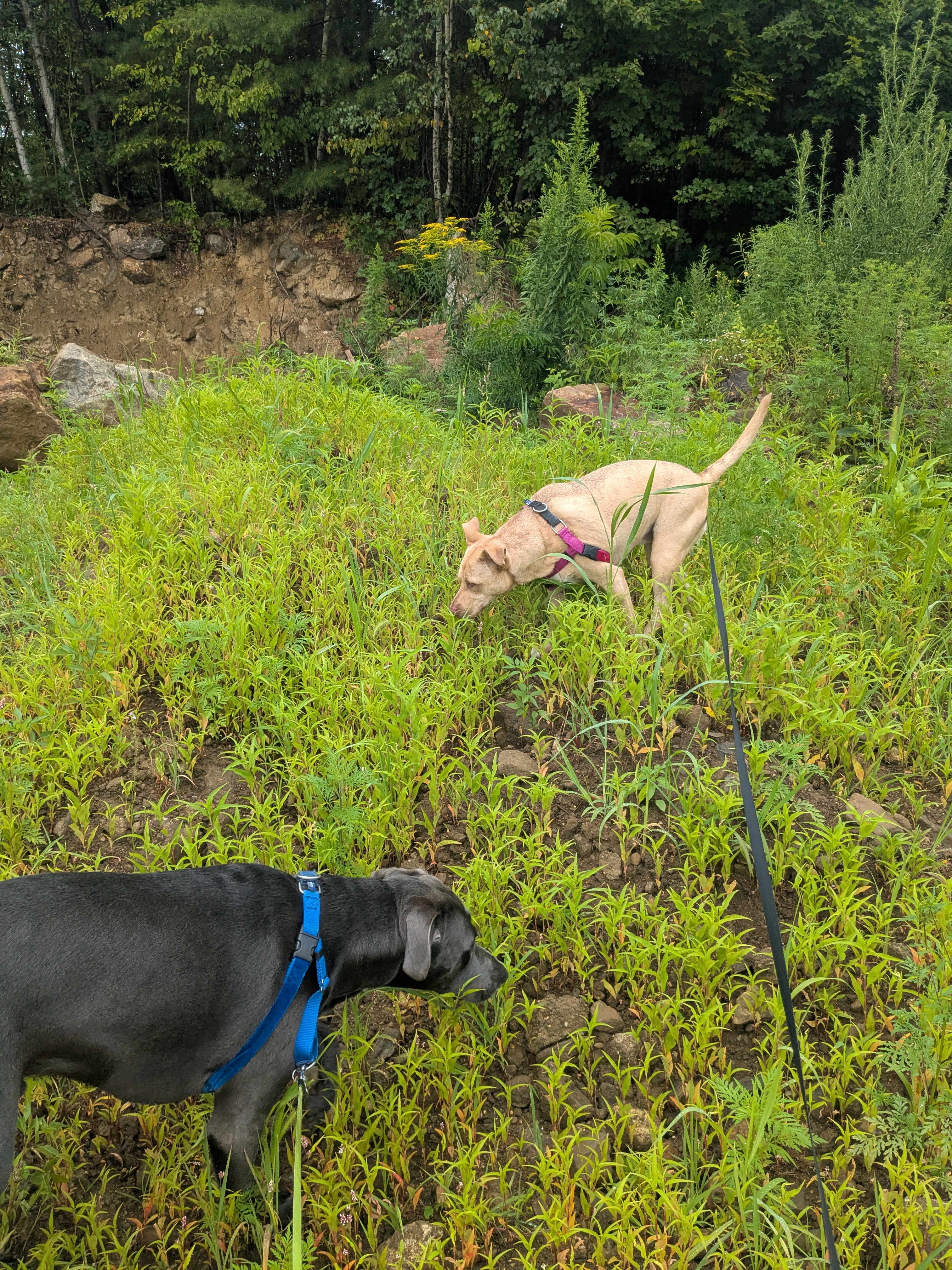 The Furry Explorers!