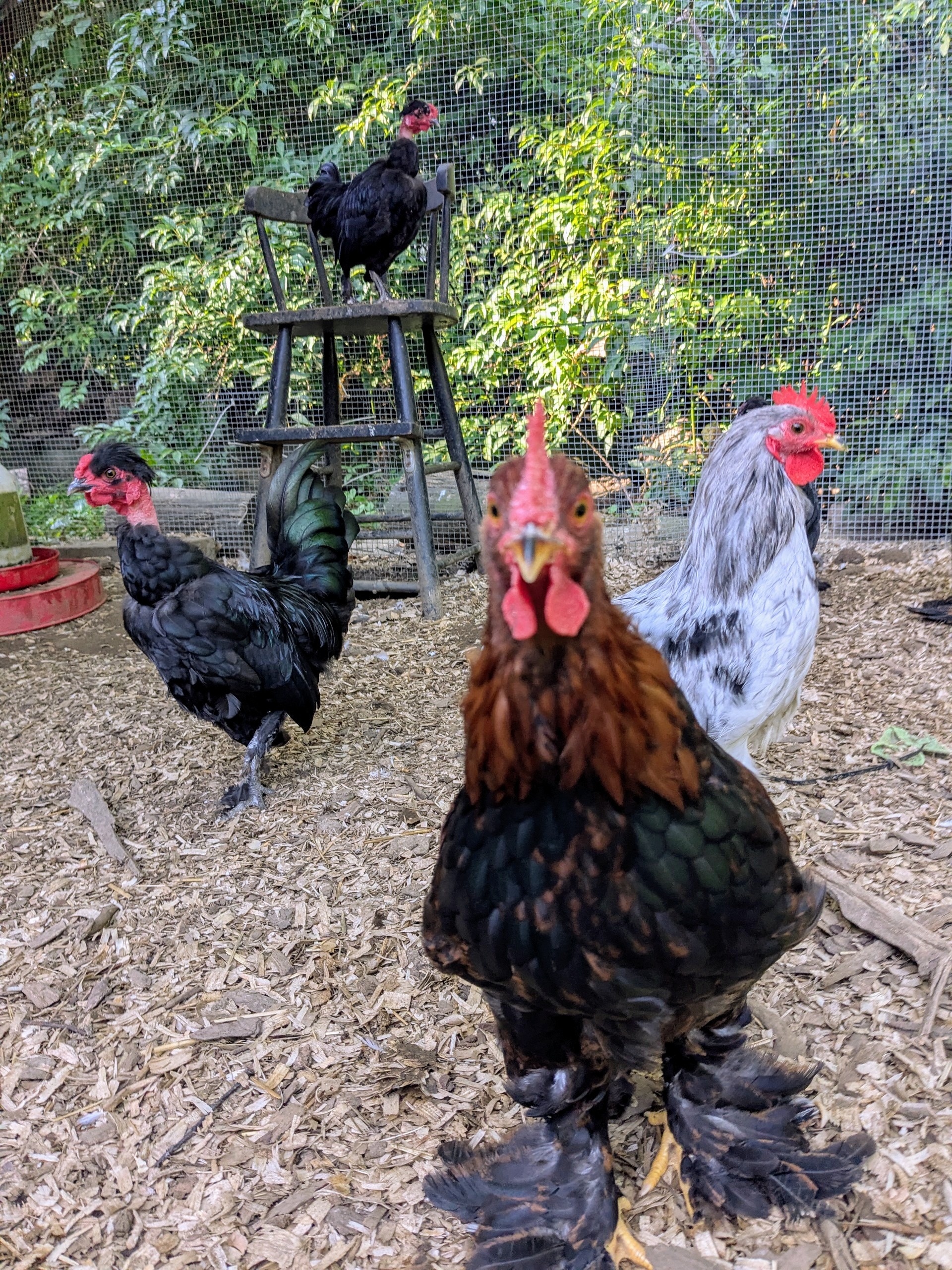 The Grass Menagerie