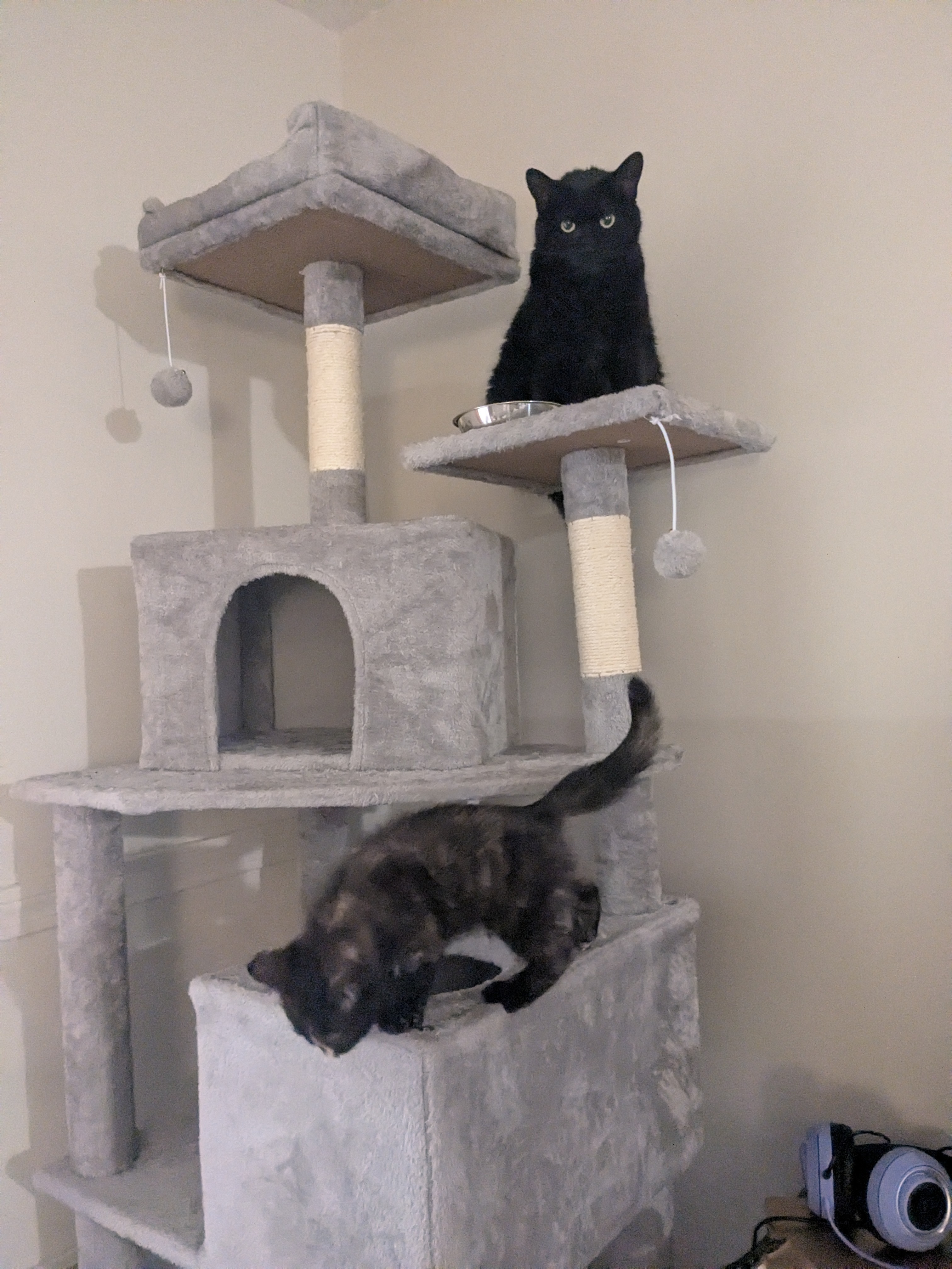 Happy Caturday!!!