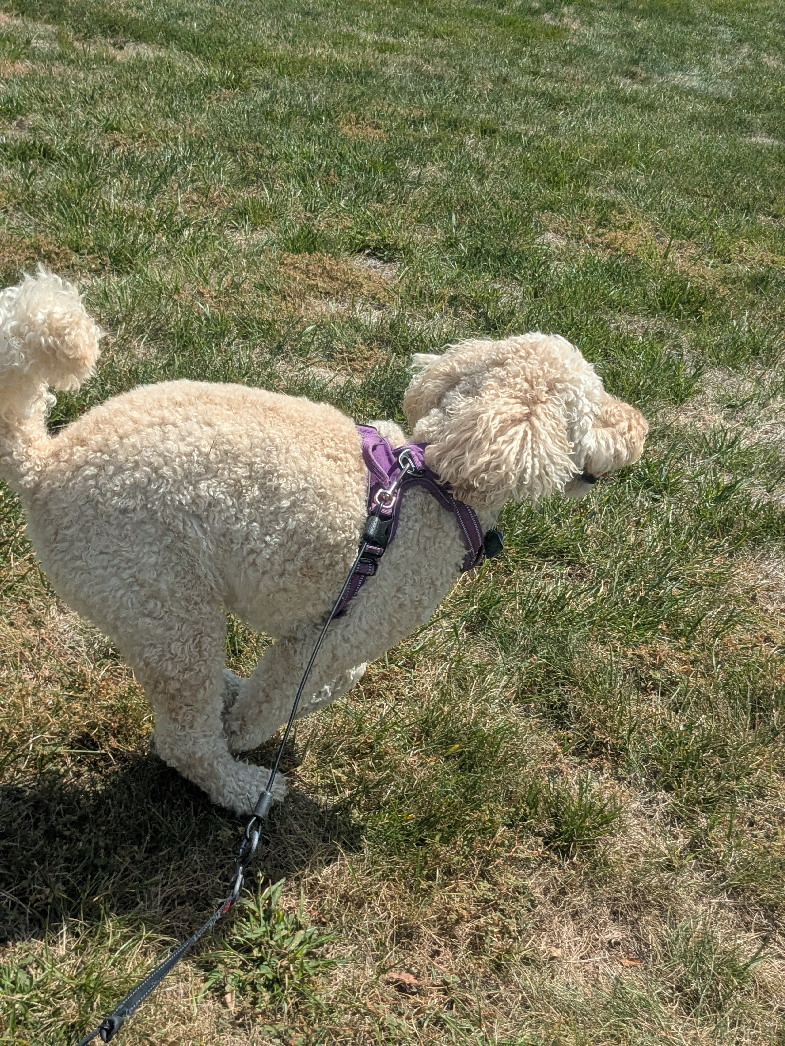 Millie On The Move!