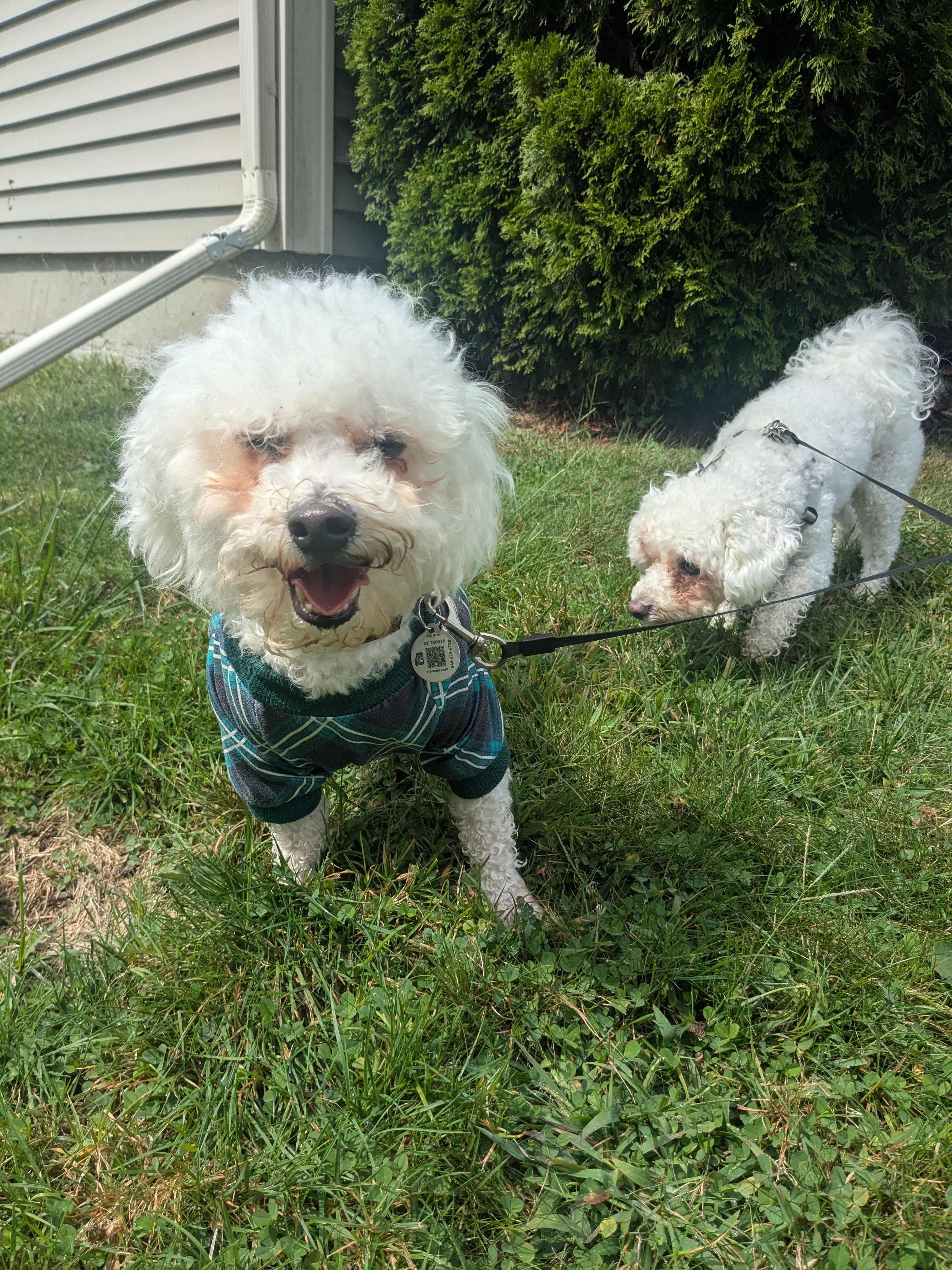 Fluffy Playdate