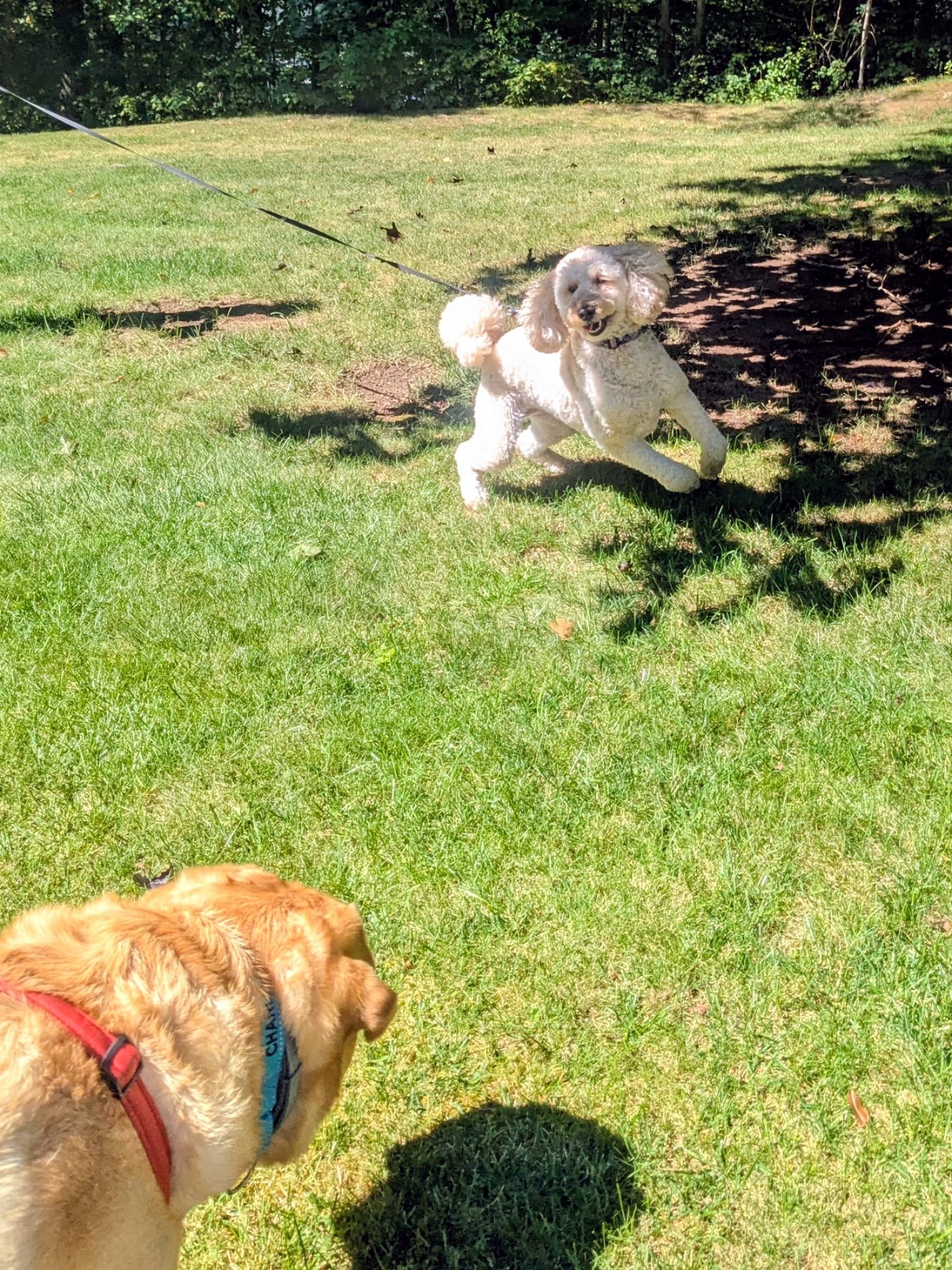 Choo Choo Charlie And Tigger Millie.