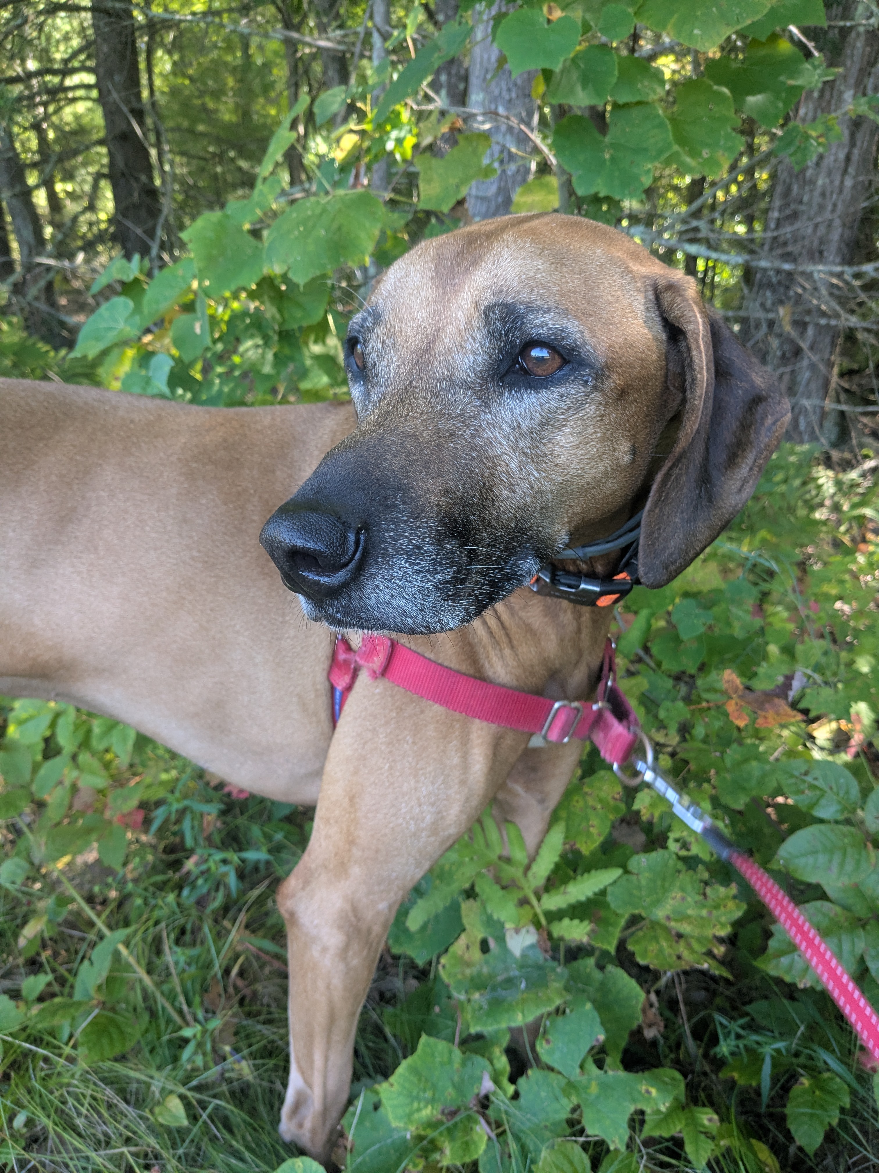 Yesterday’s Walk With Brienne!