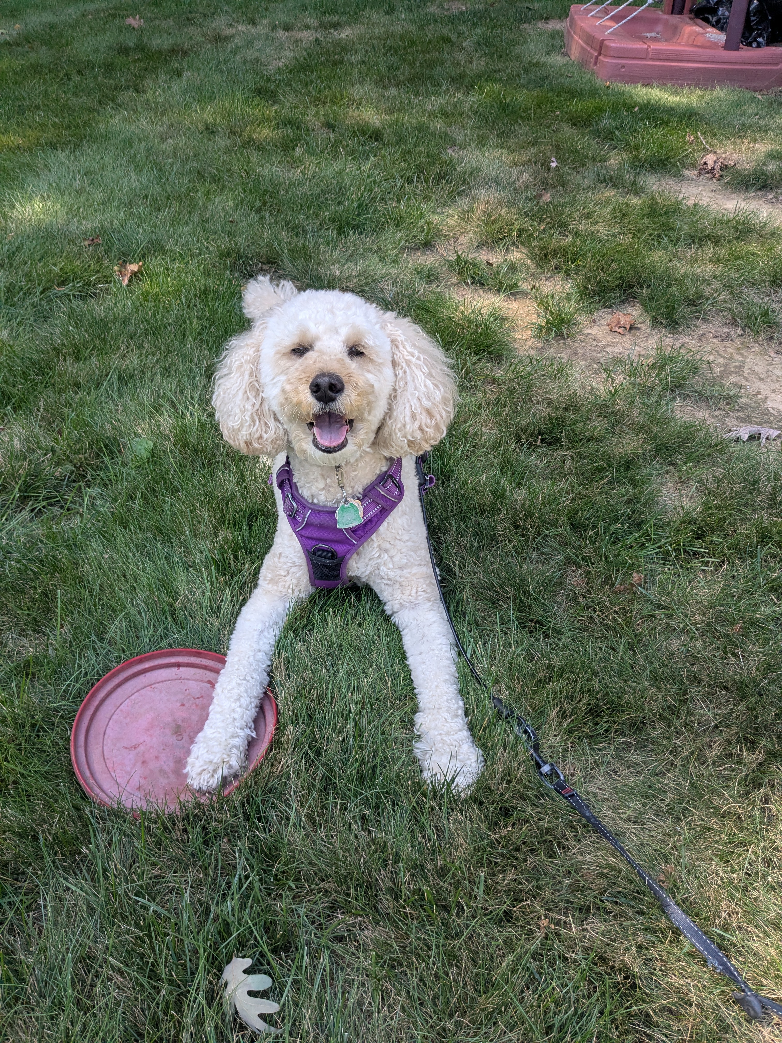 Millie The Frisbee Pro!