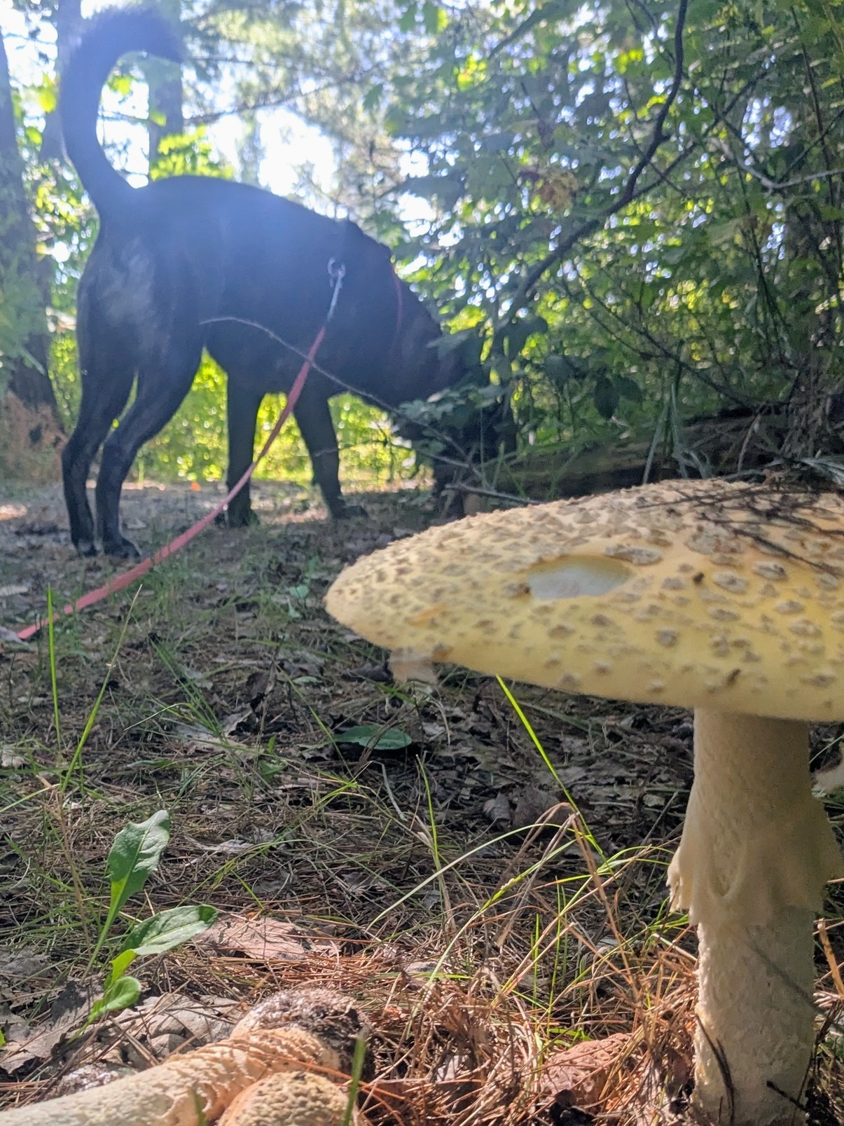 Not Mushroom At The Fair 😆