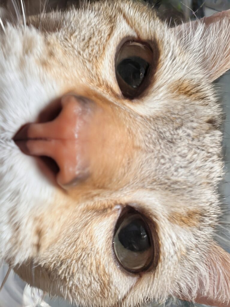 Up Close And Personal 😻