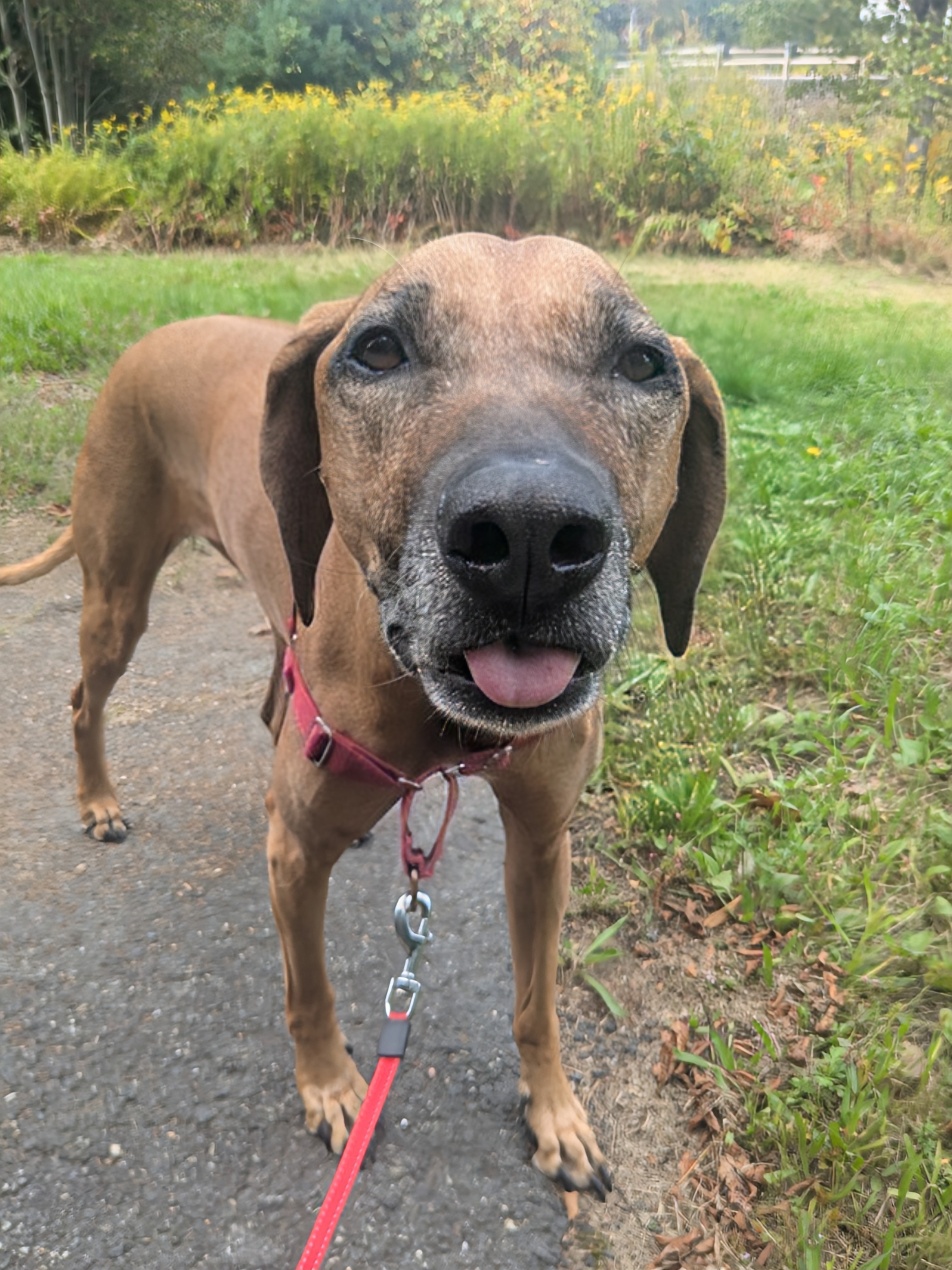 A Nice Walk On A Tuesday