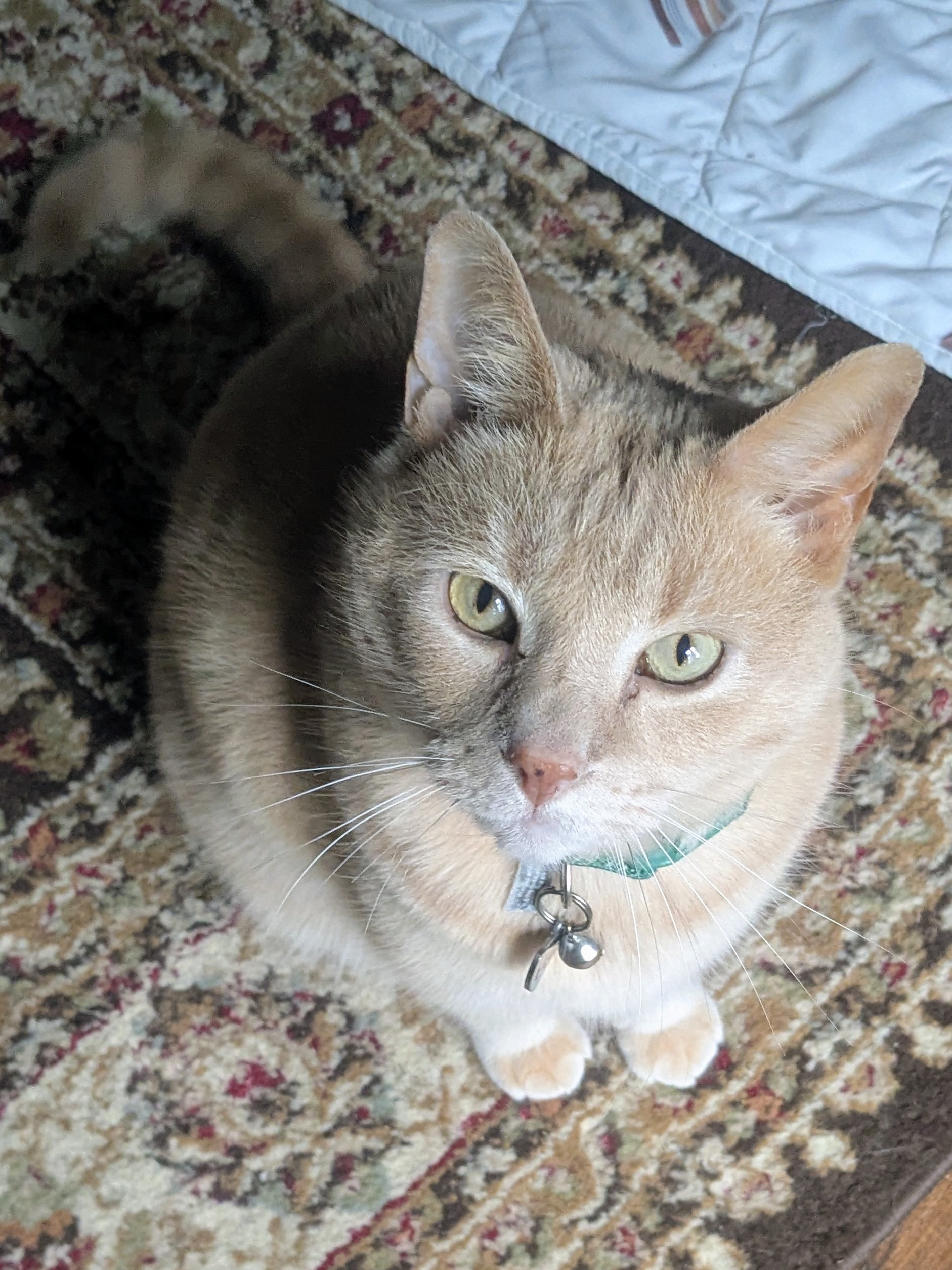Purrsday Morning With Hodor!!😻