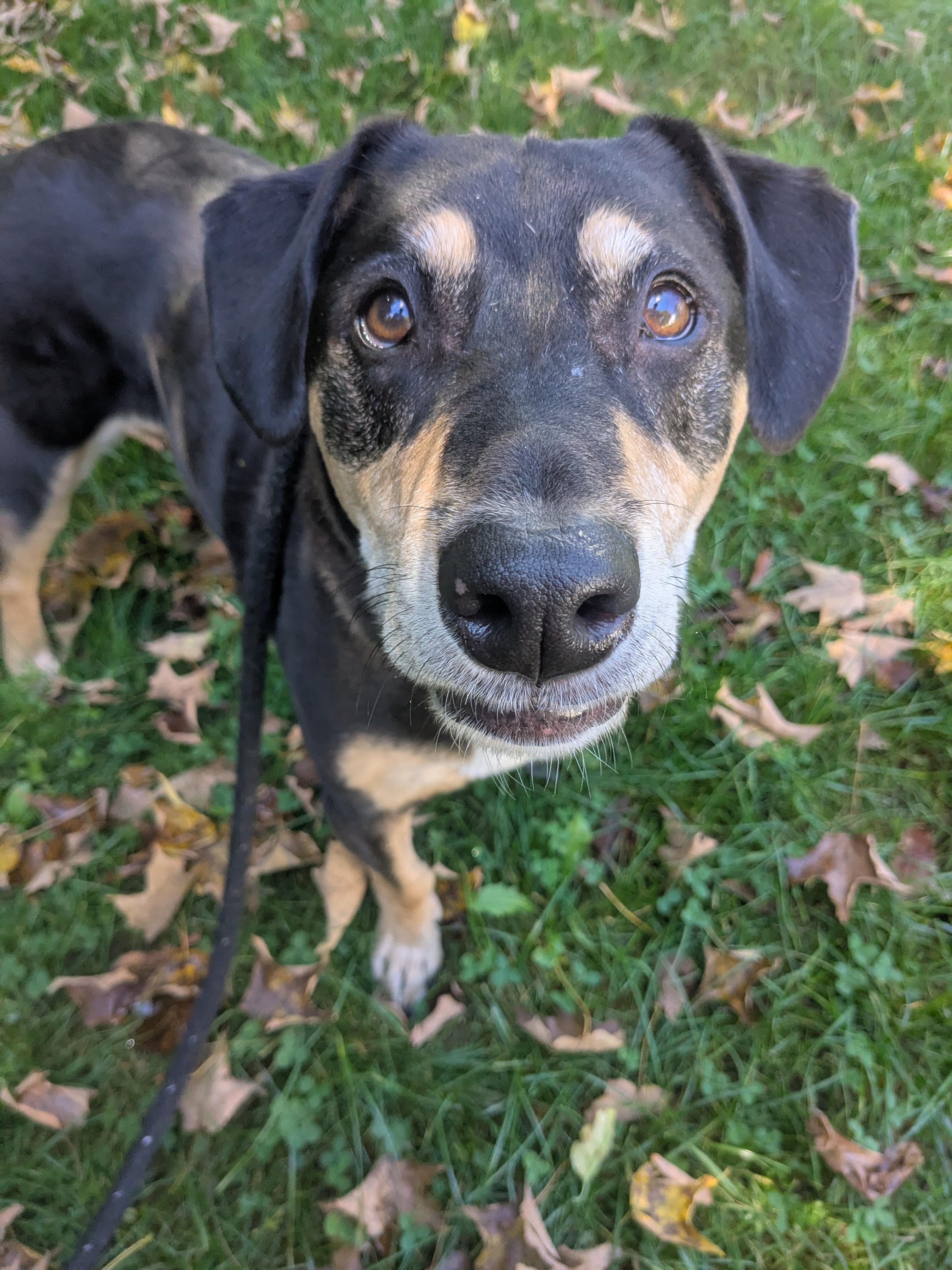 Apollo The Super Sniffer!