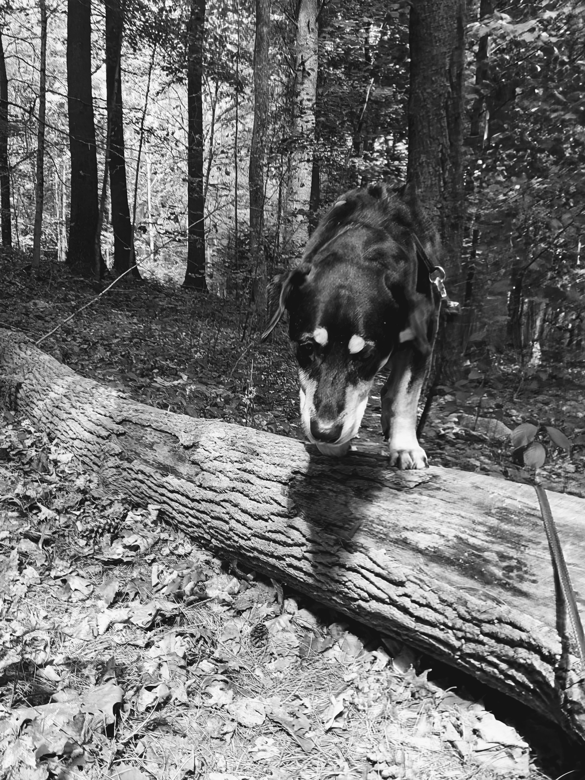 Walk On The Wild Side 🏞️.