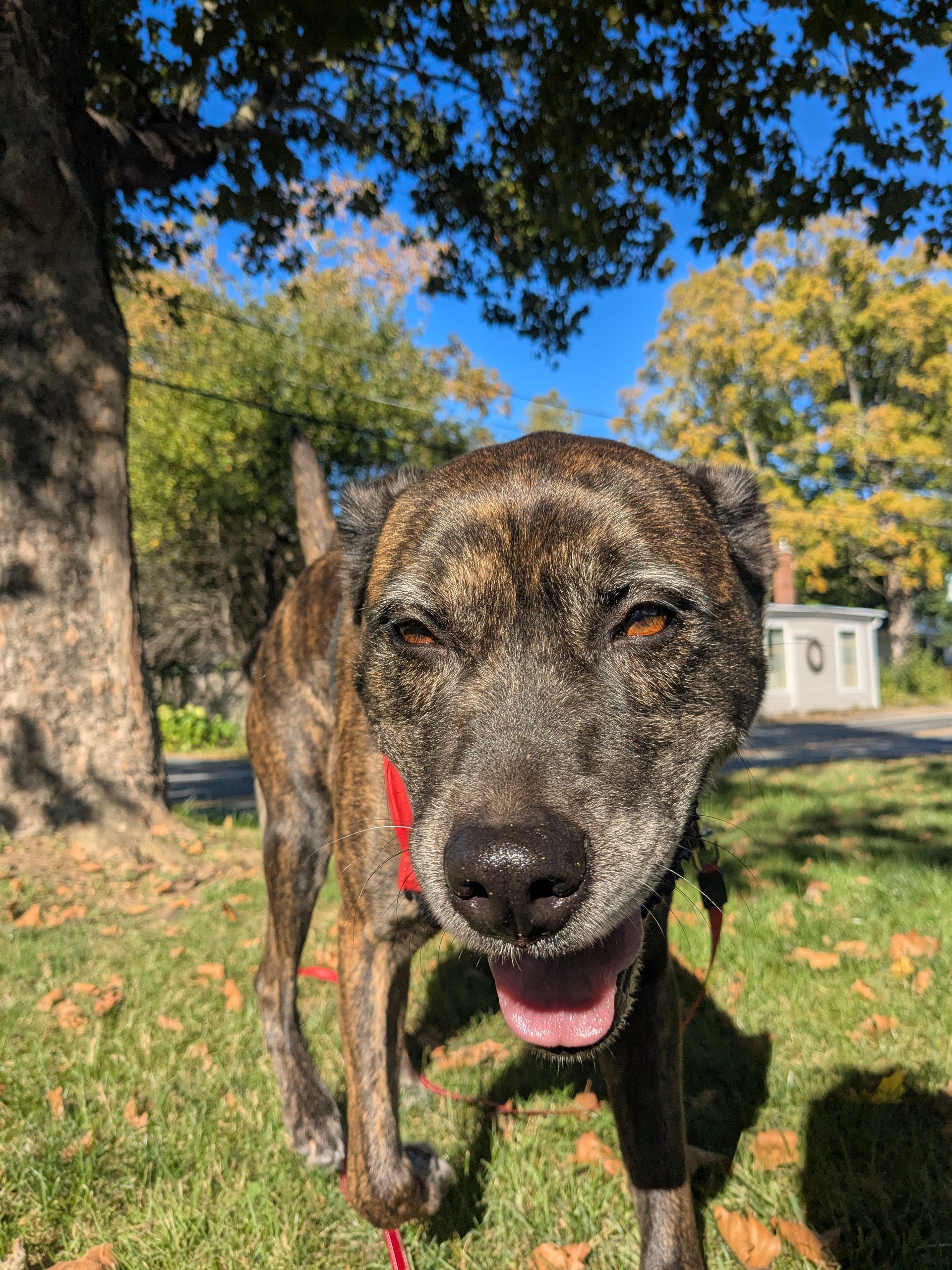 Dog About Town