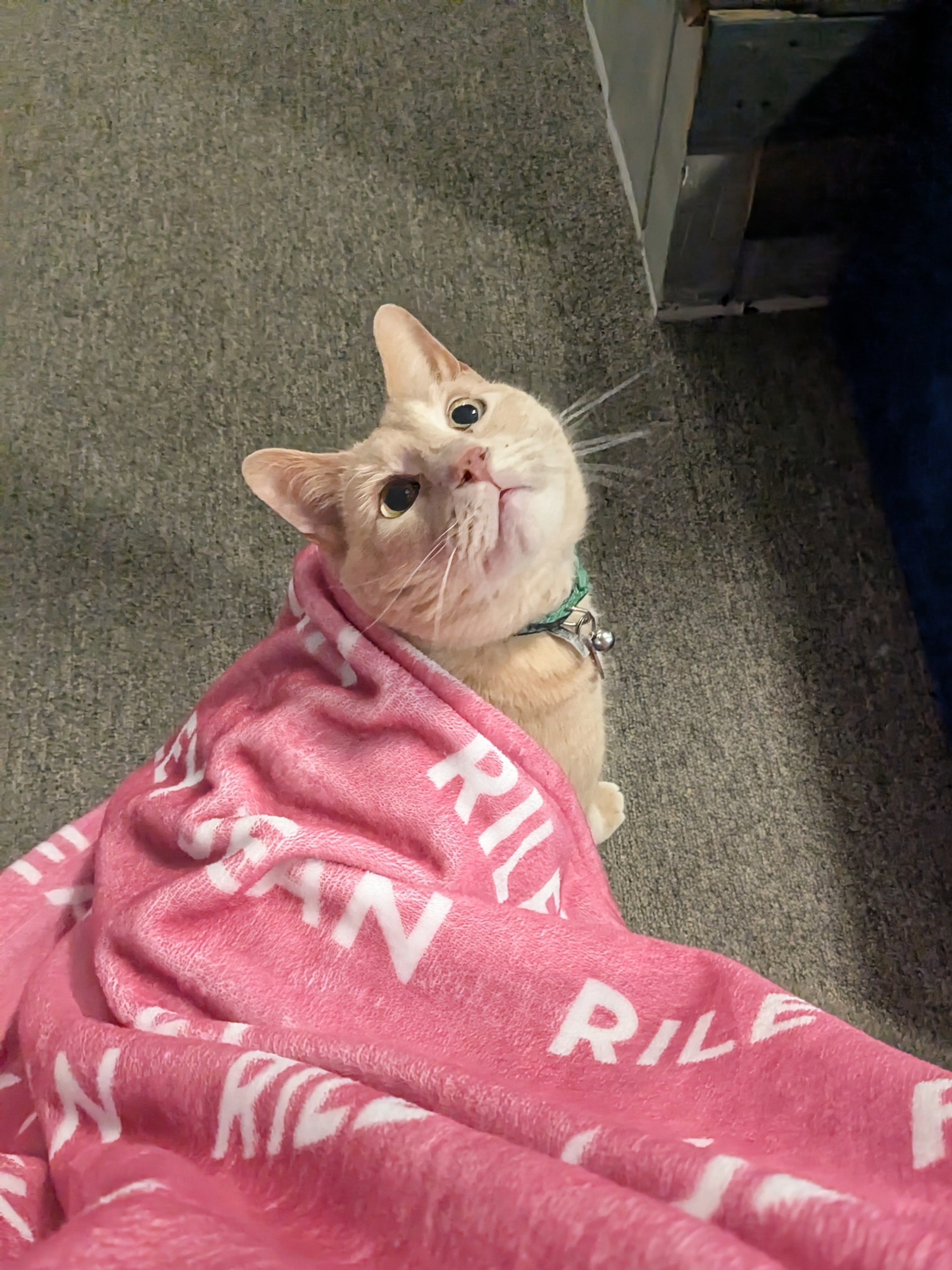 Morning Snuggles
