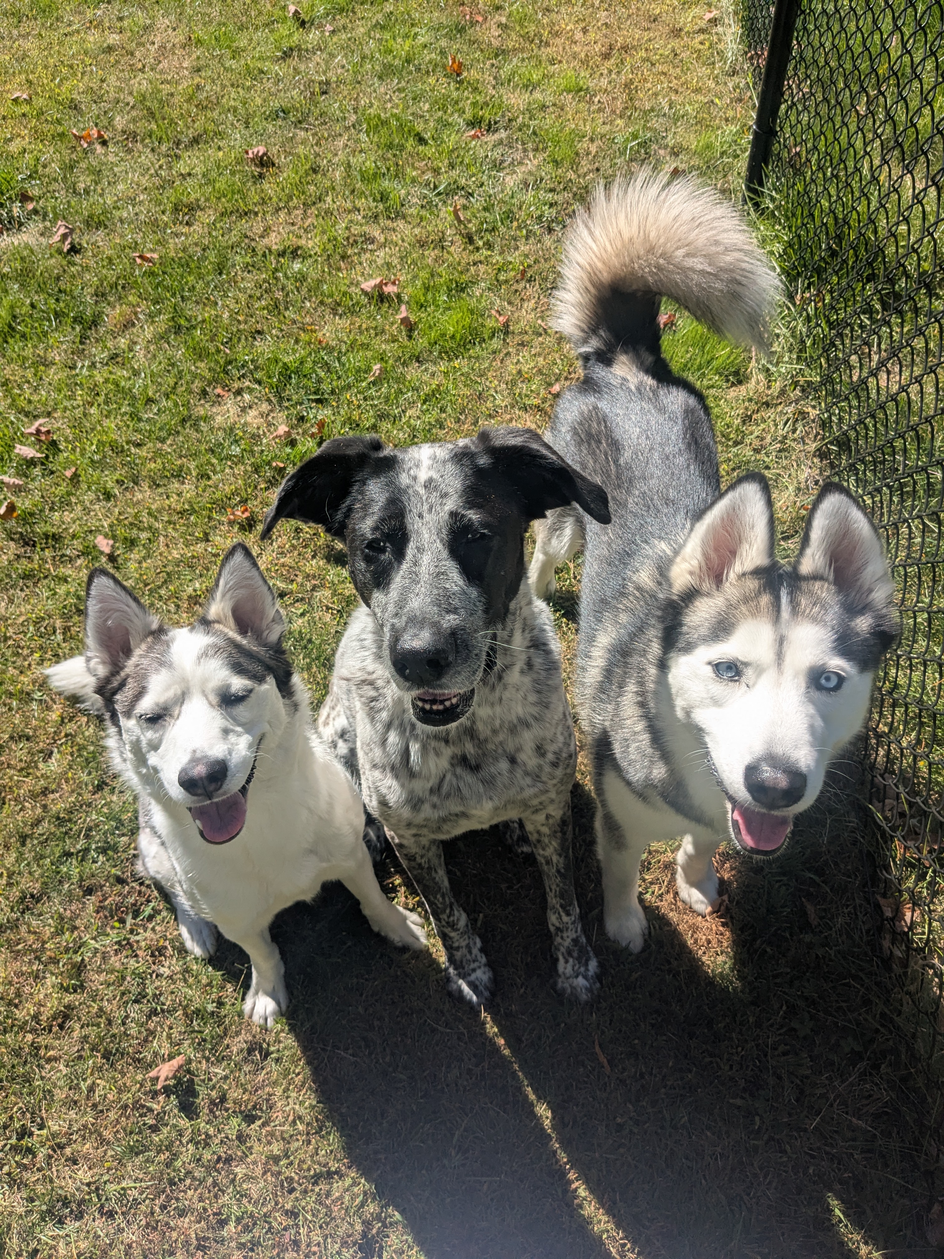 These Pups Put The Weeeeee! In The Weekend!