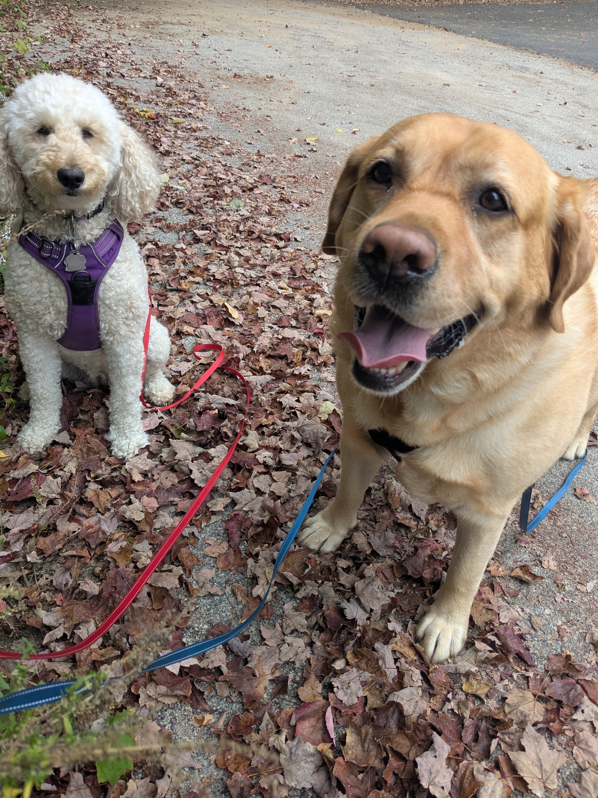 Fall Friends