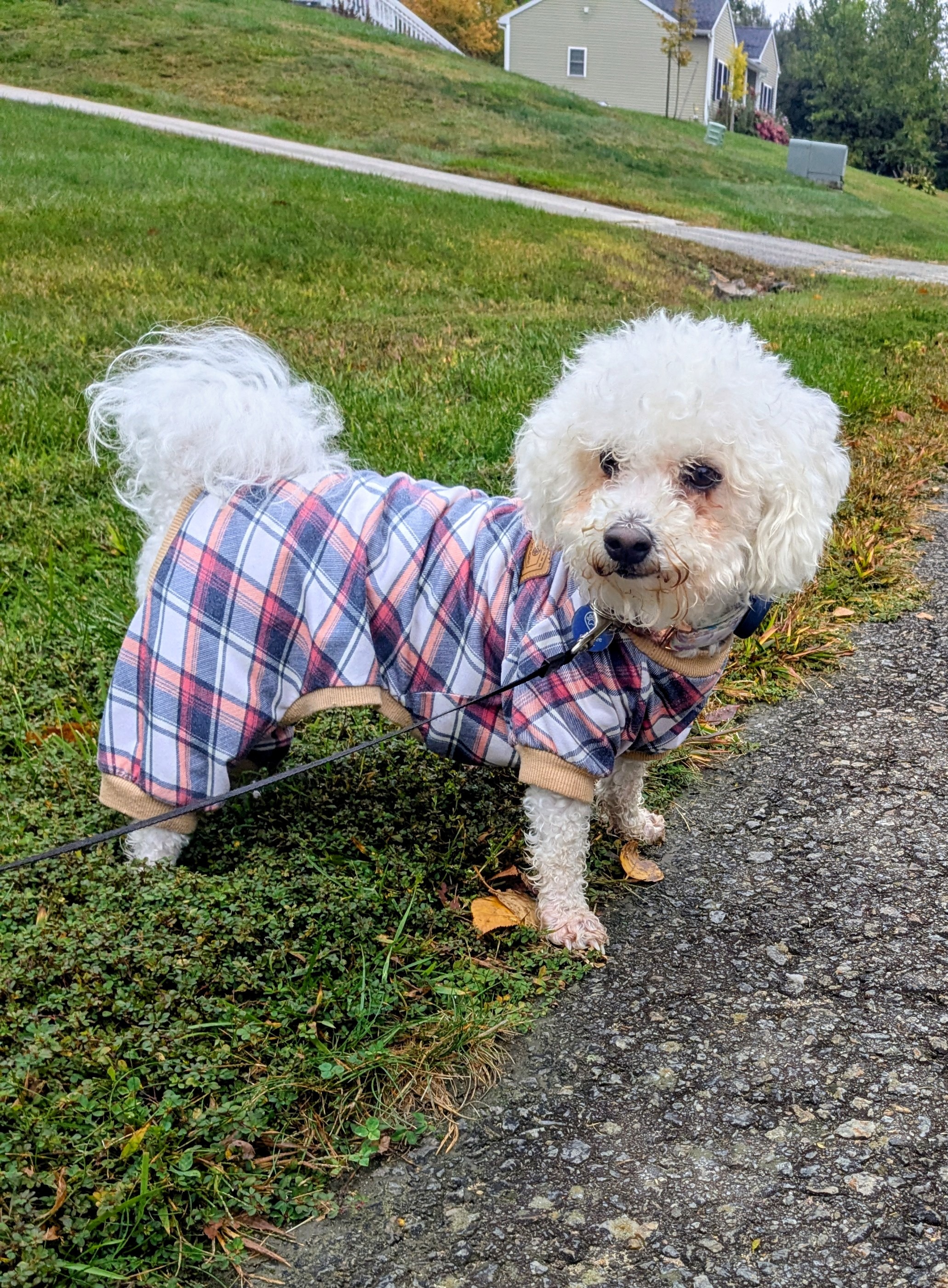 Soggy Paws 🐾