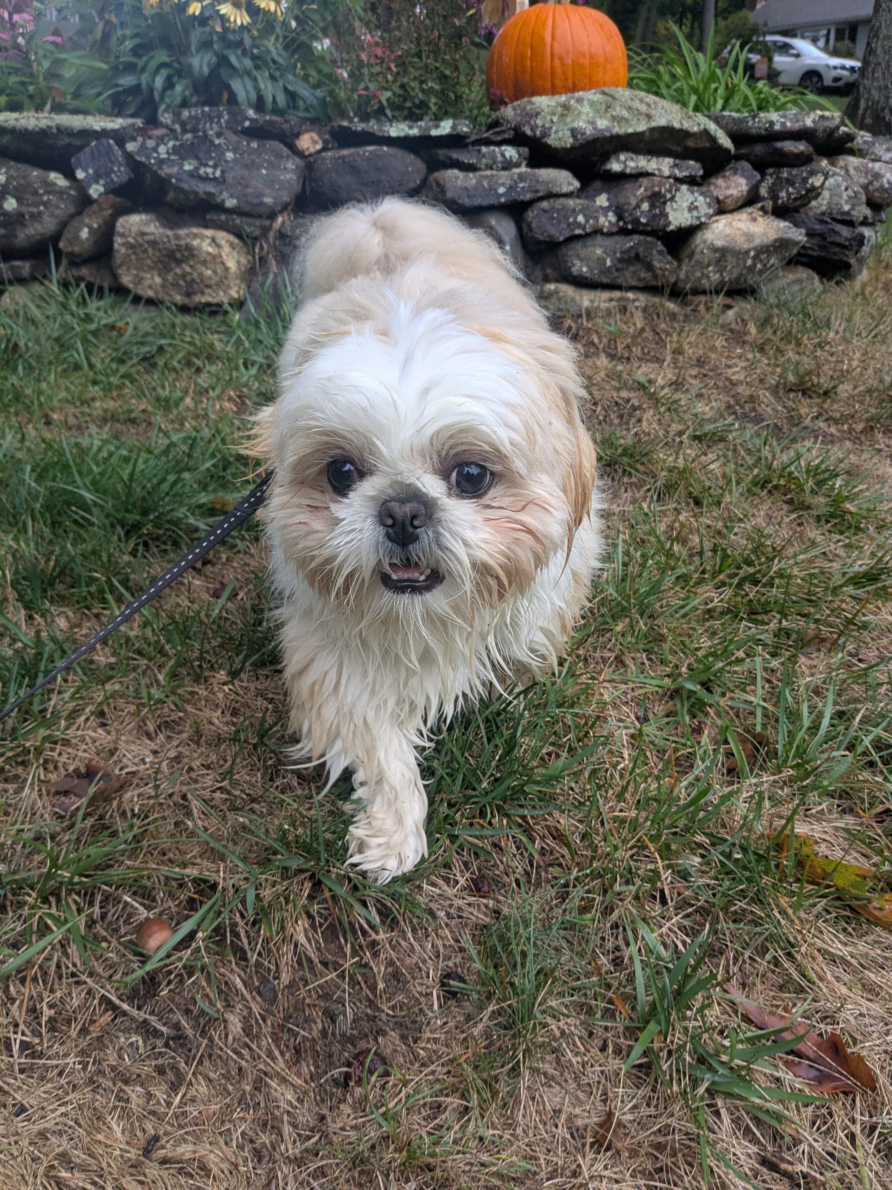 Perfect Fall Stroll With Teddy!