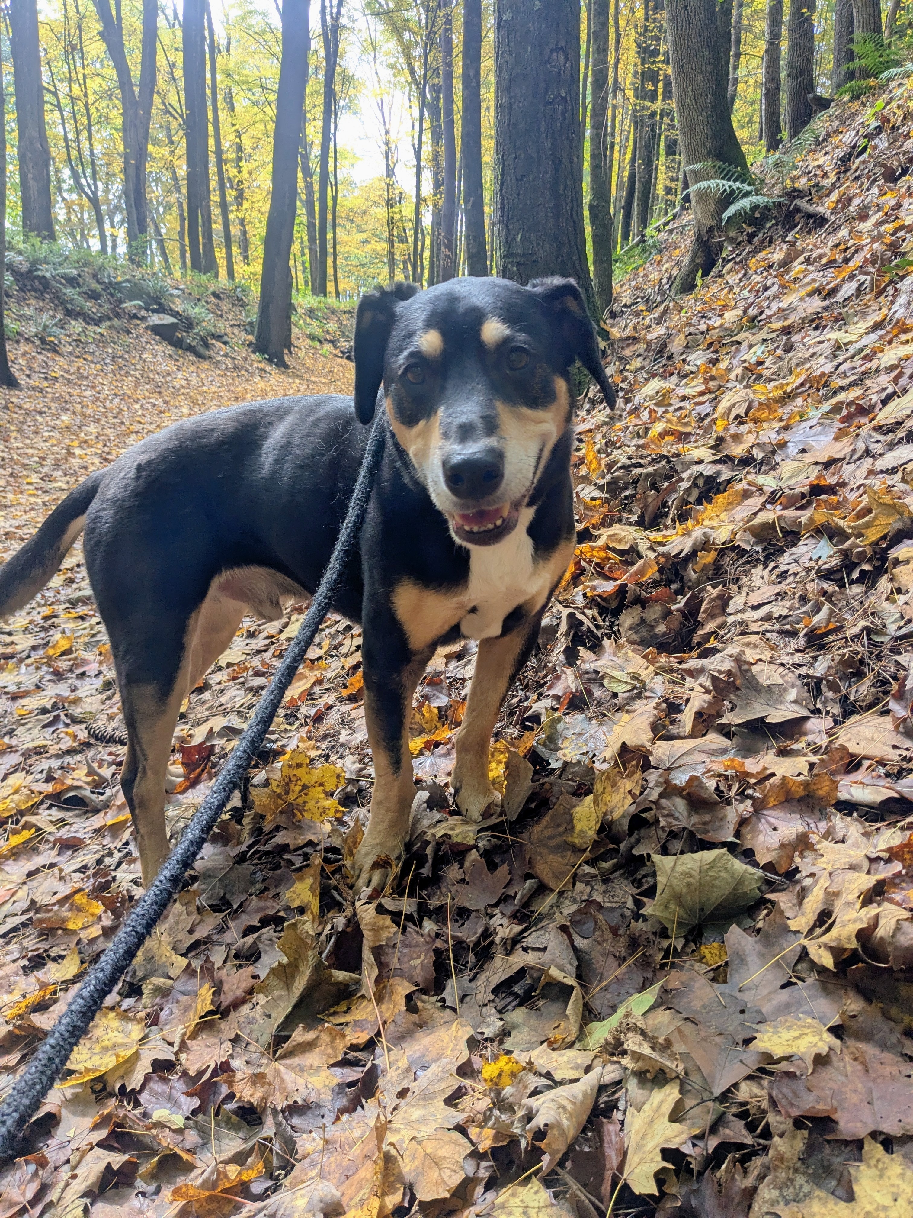 Friday Walkies With Apollo!