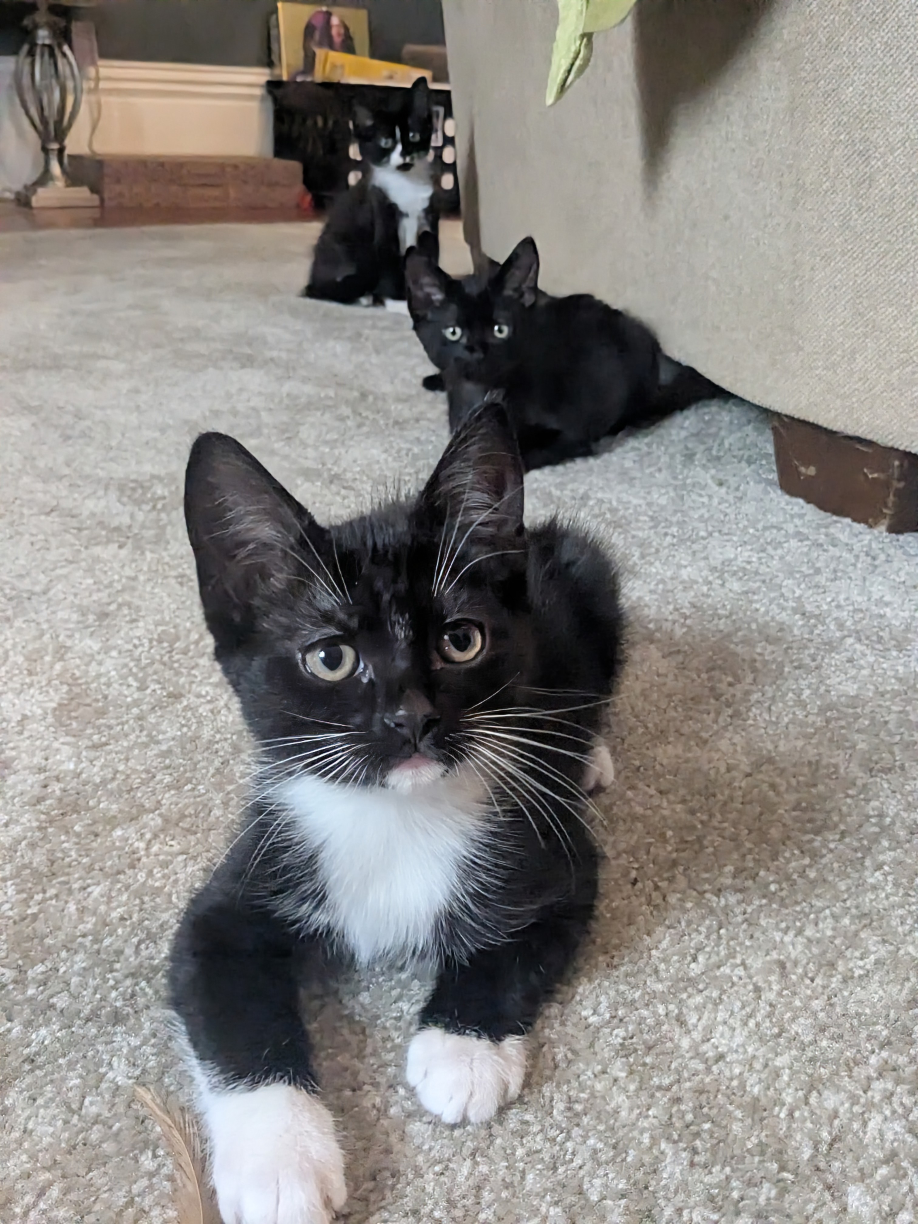 The Three Little Kittens