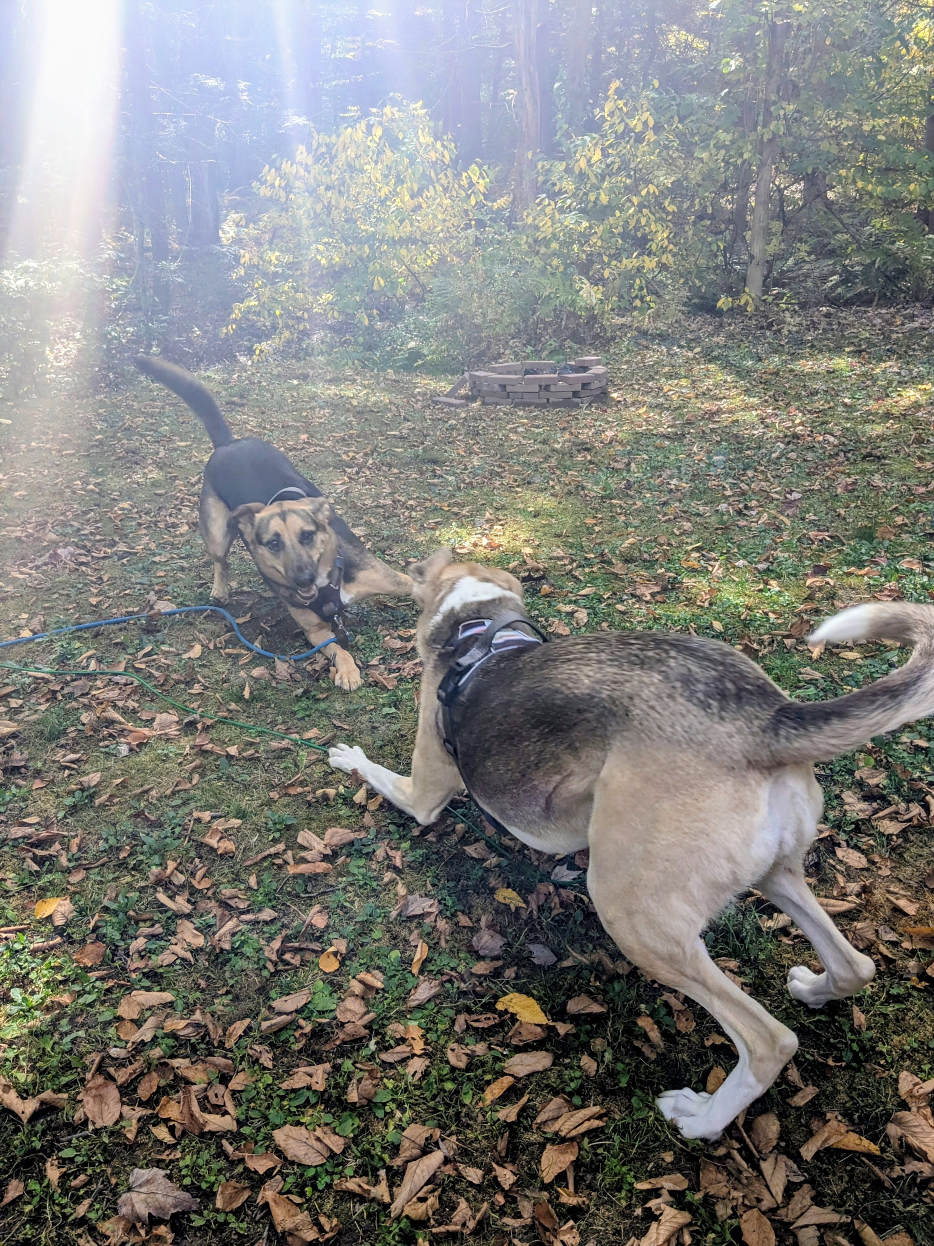 Zoomies!