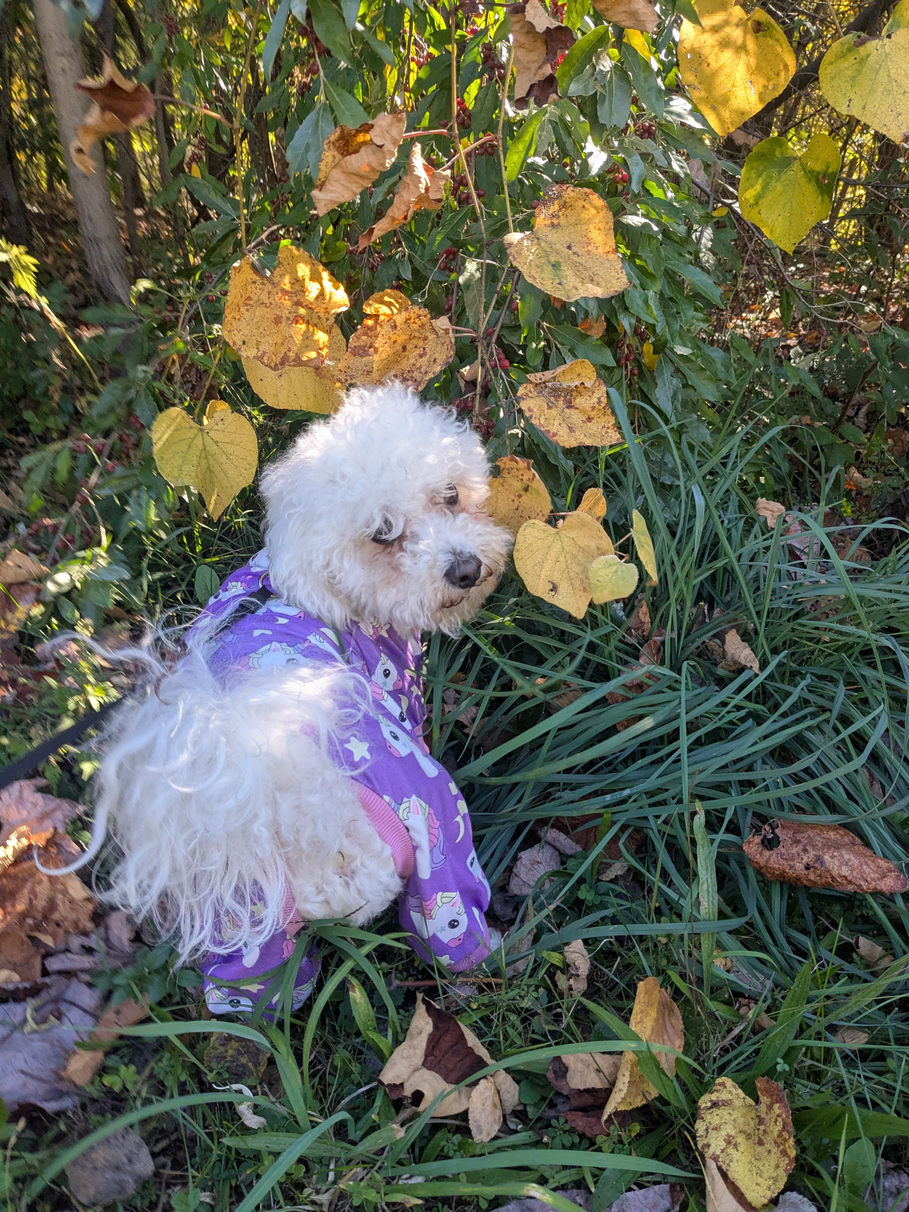 Windy Walkies