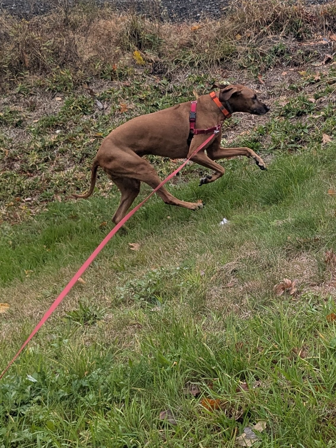 Tuesday Afterzooms!!