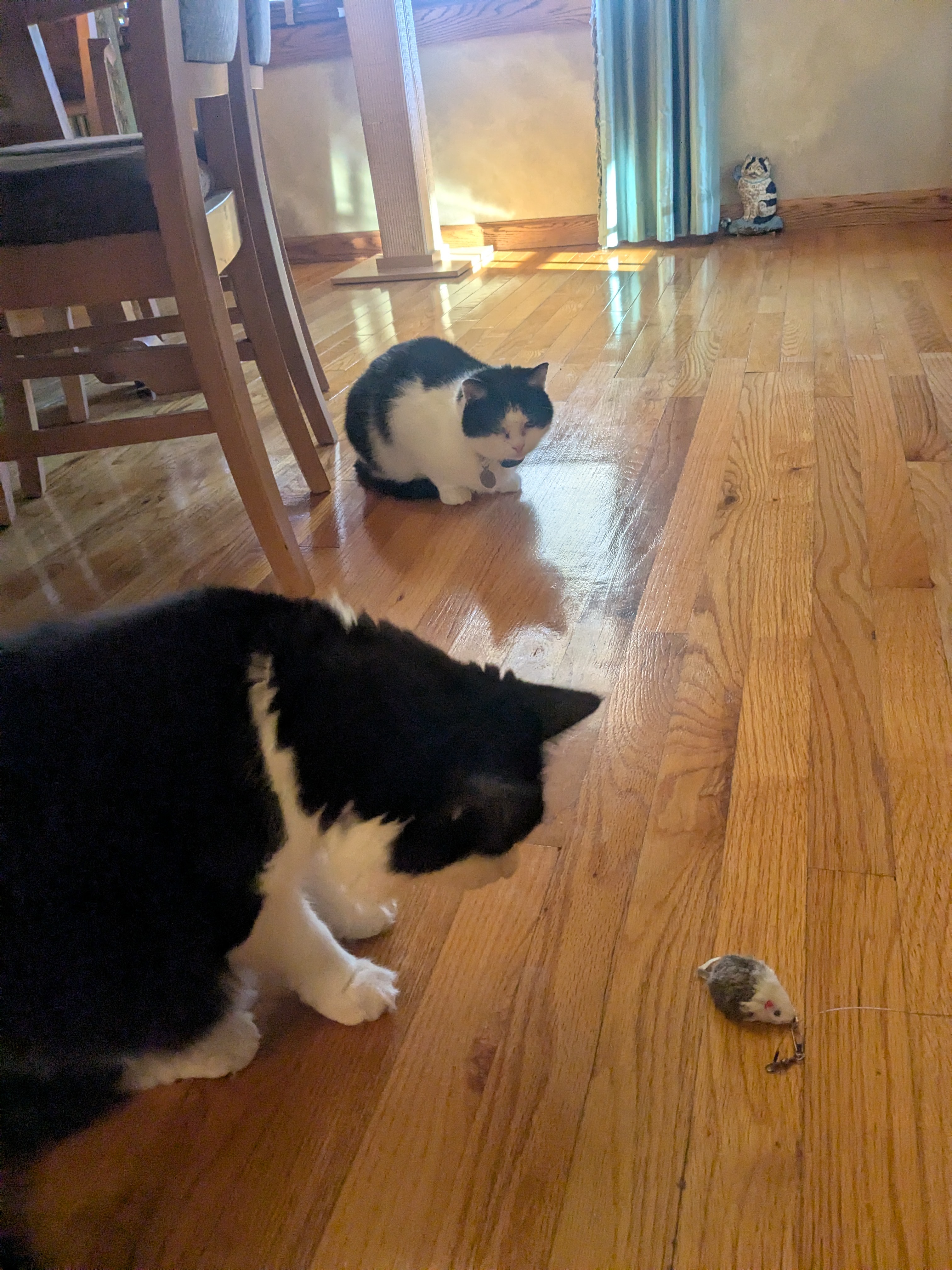 Purrsday Morning!