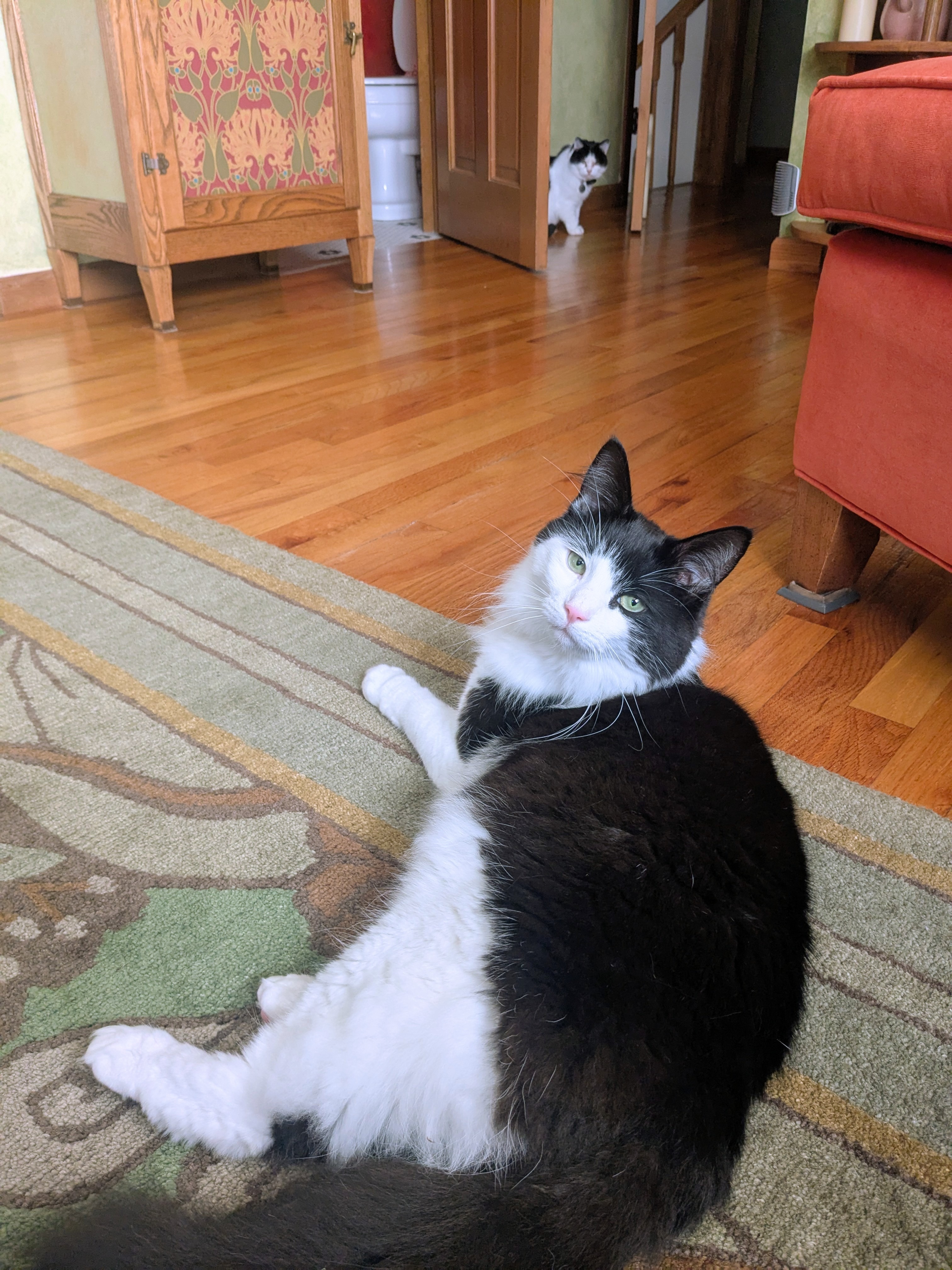 The Purr-fect Caturday Morning!