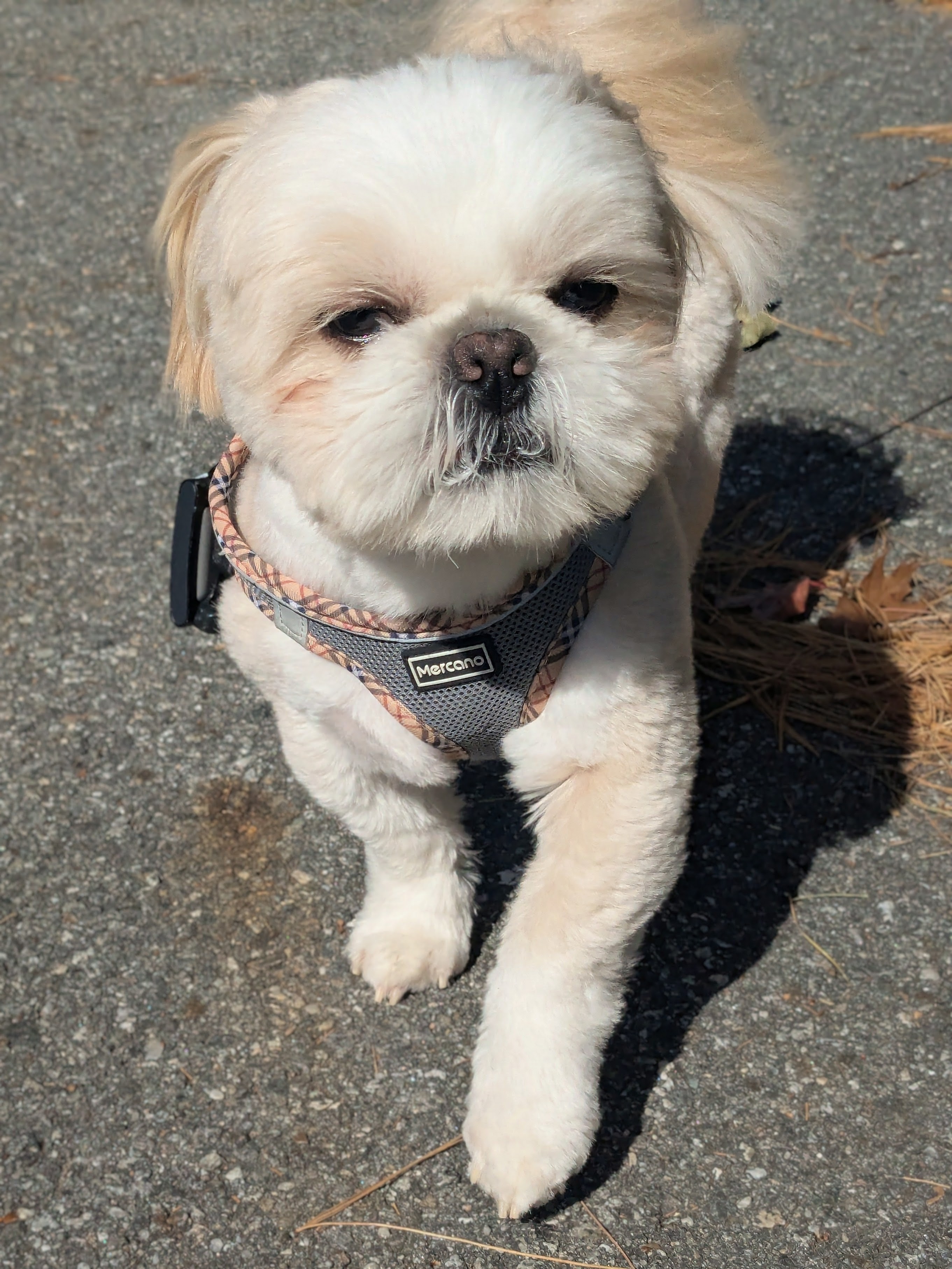 Teddy 🧸