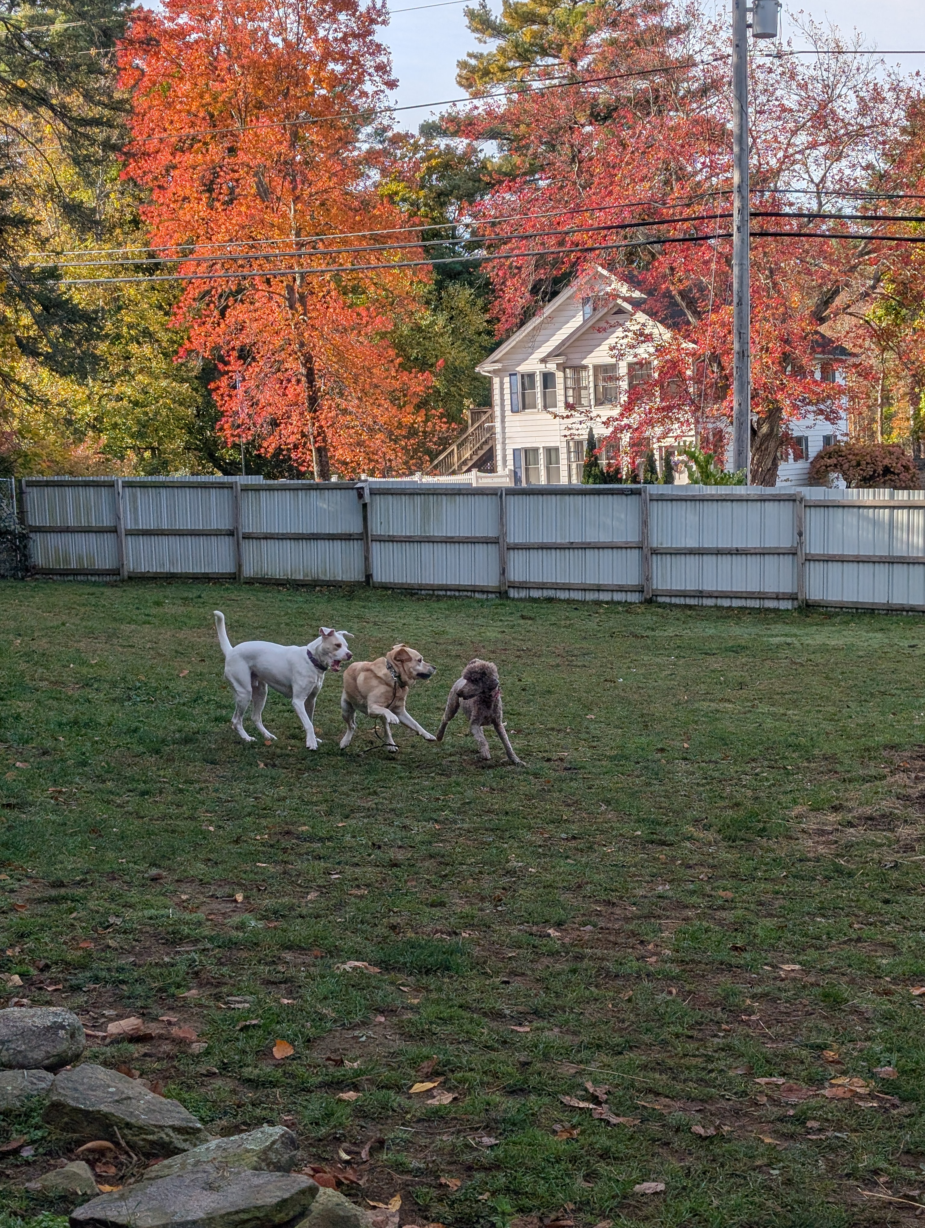 Tucker Is Having Fun Playing This Morning!