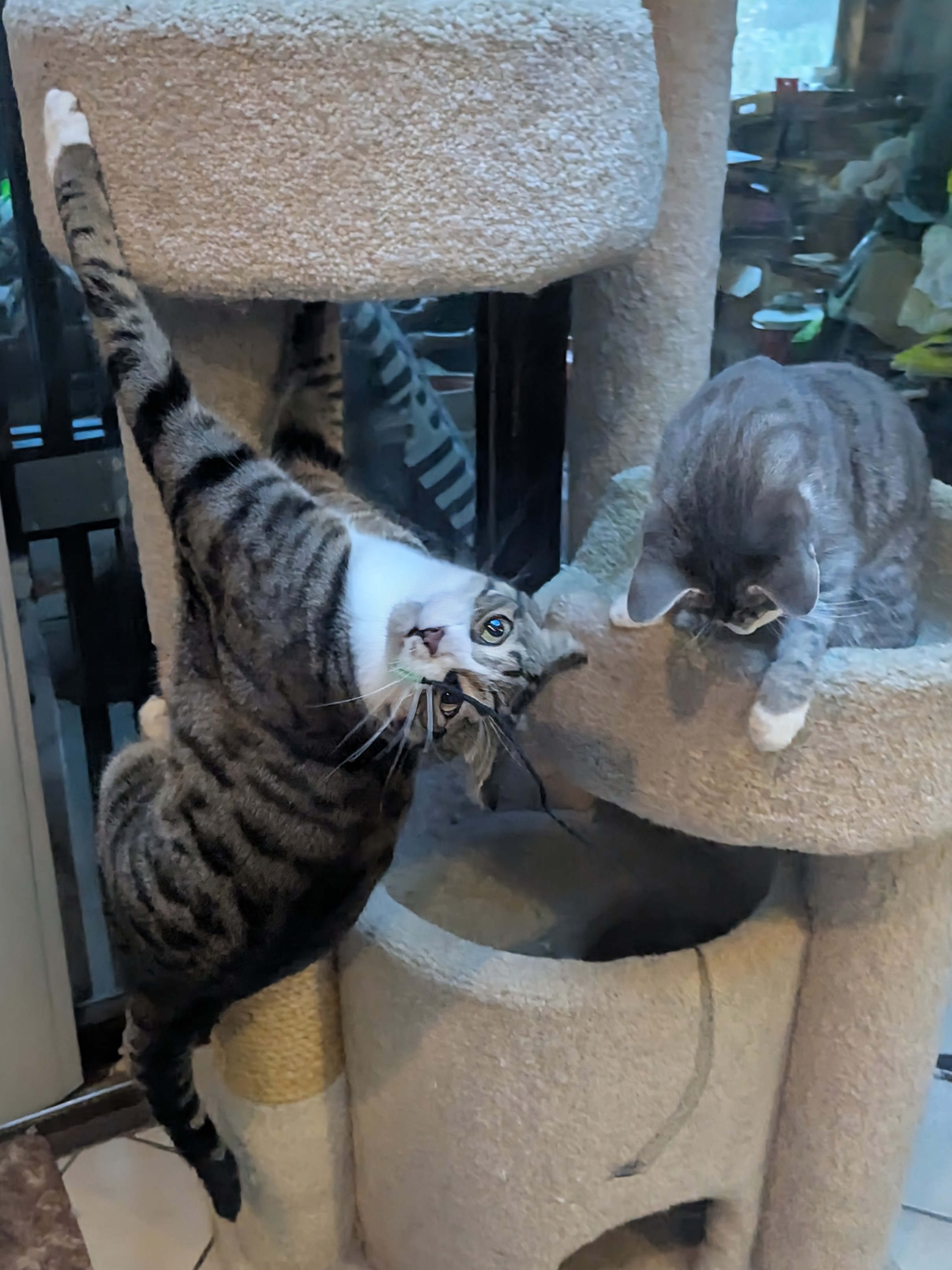 Playful Little Furballs!