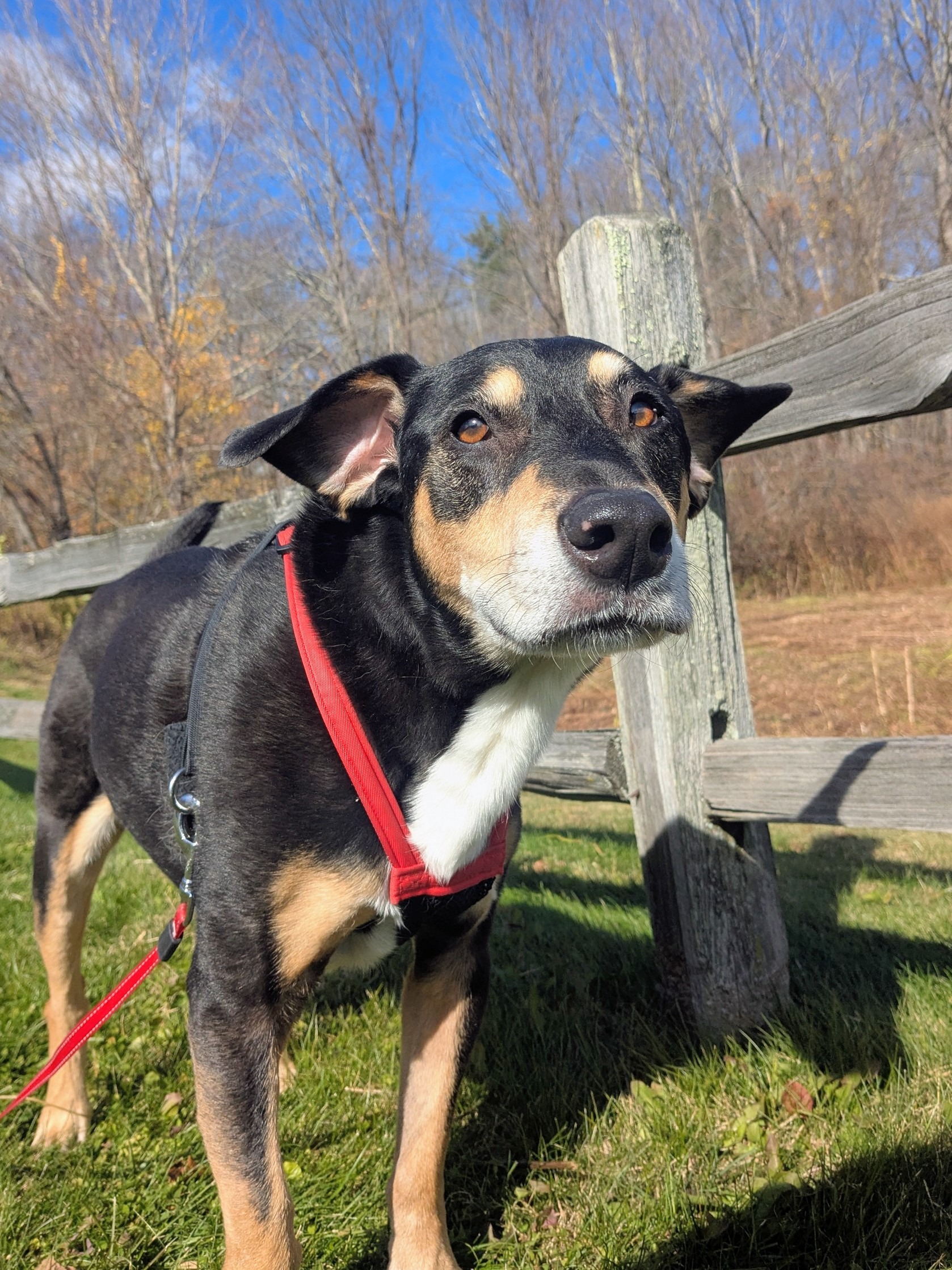 Bat-dog