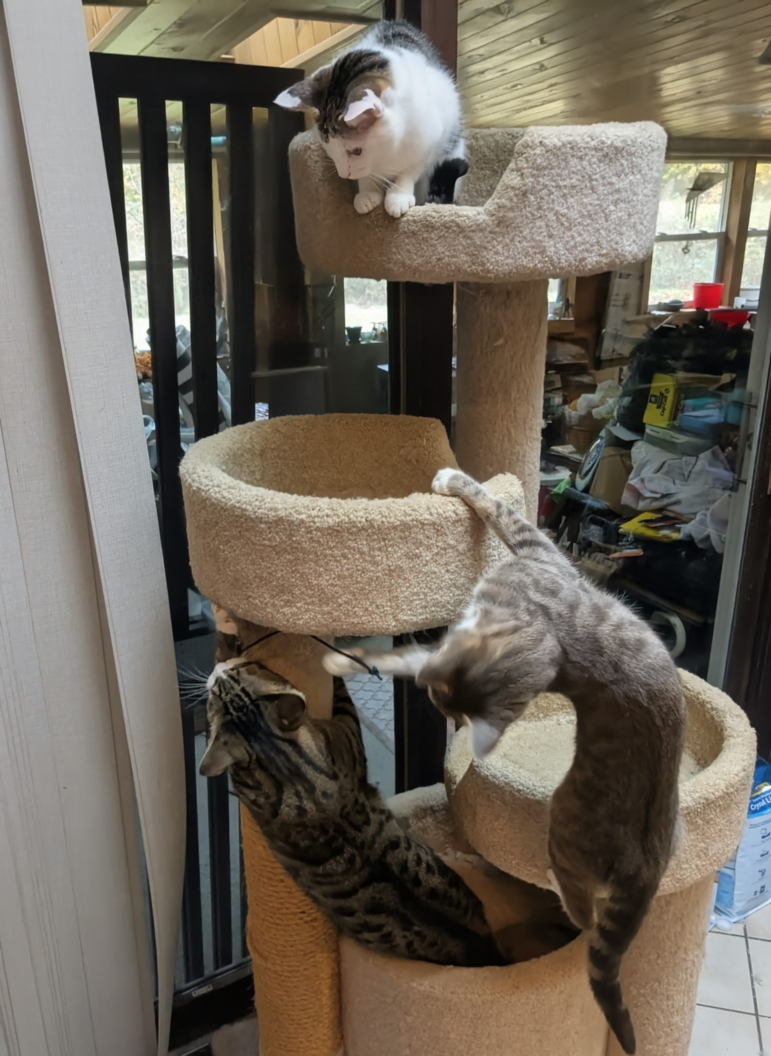 A Wild Bunch!