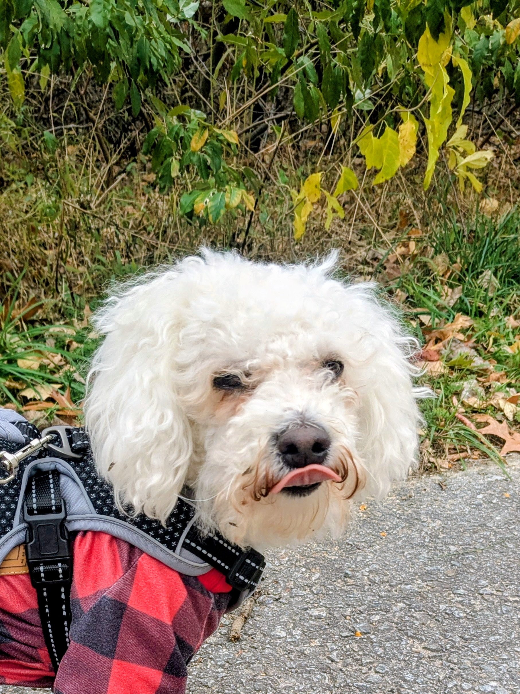 Inspector Mylo Reporting For Duty!