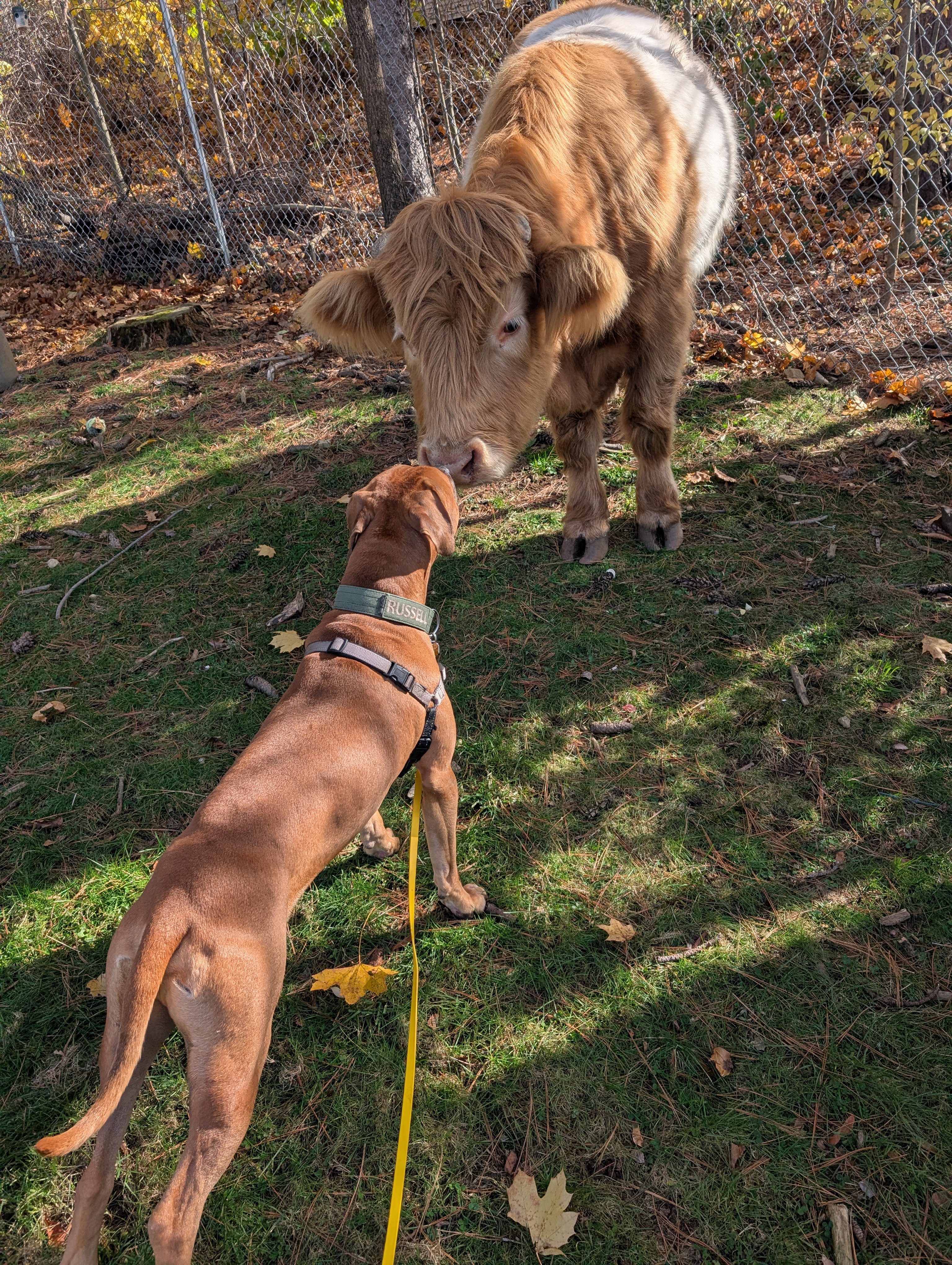 Russell Met The Cows!
