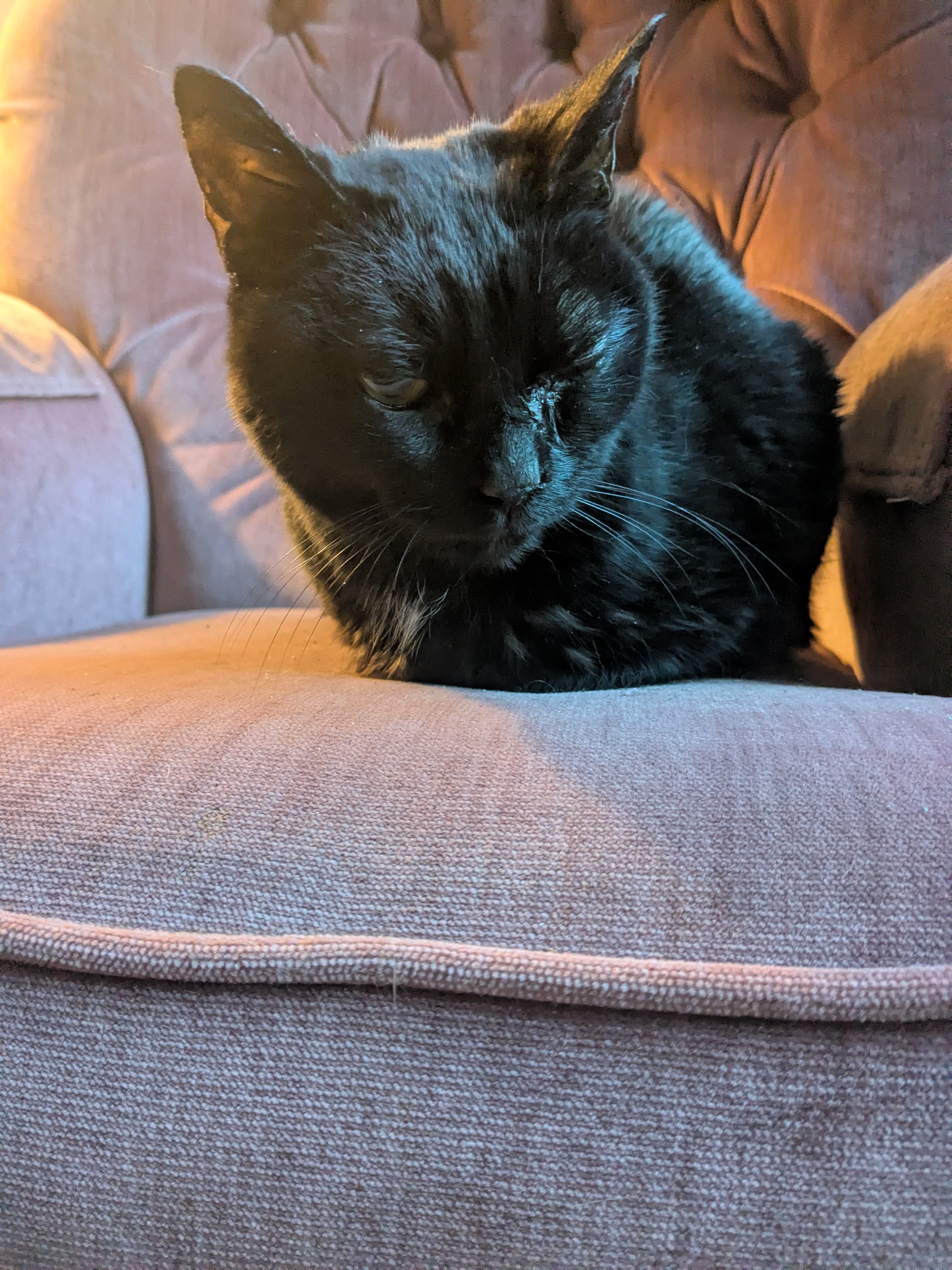 Caturday With Nala
