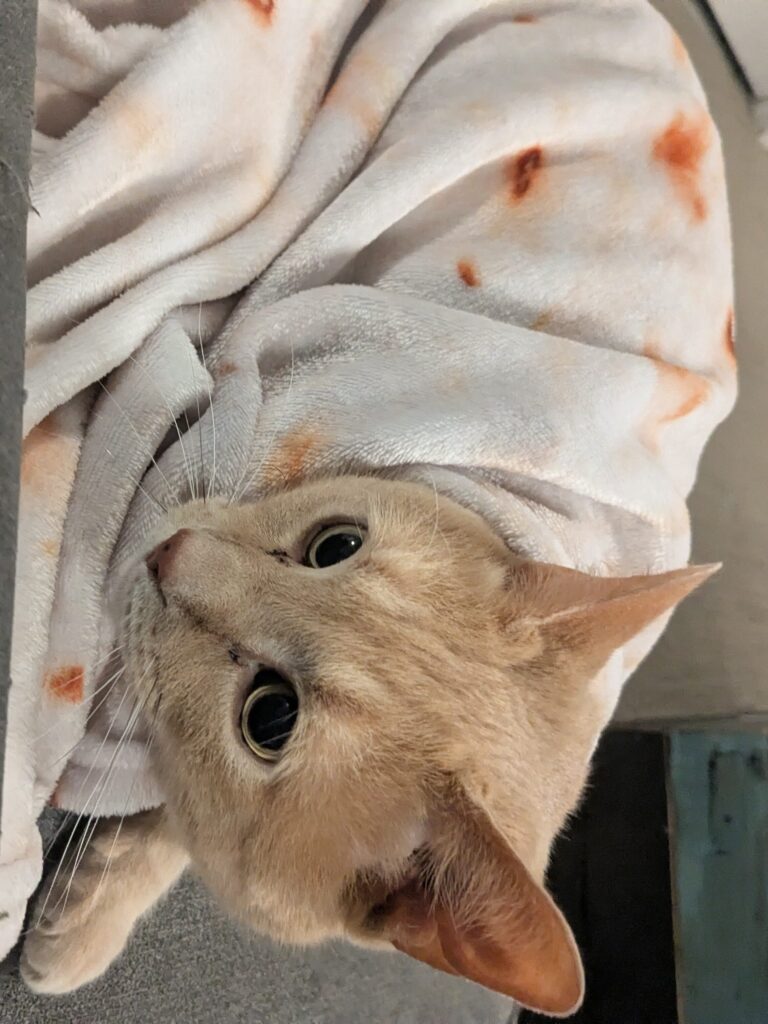 Burrito Kitty!