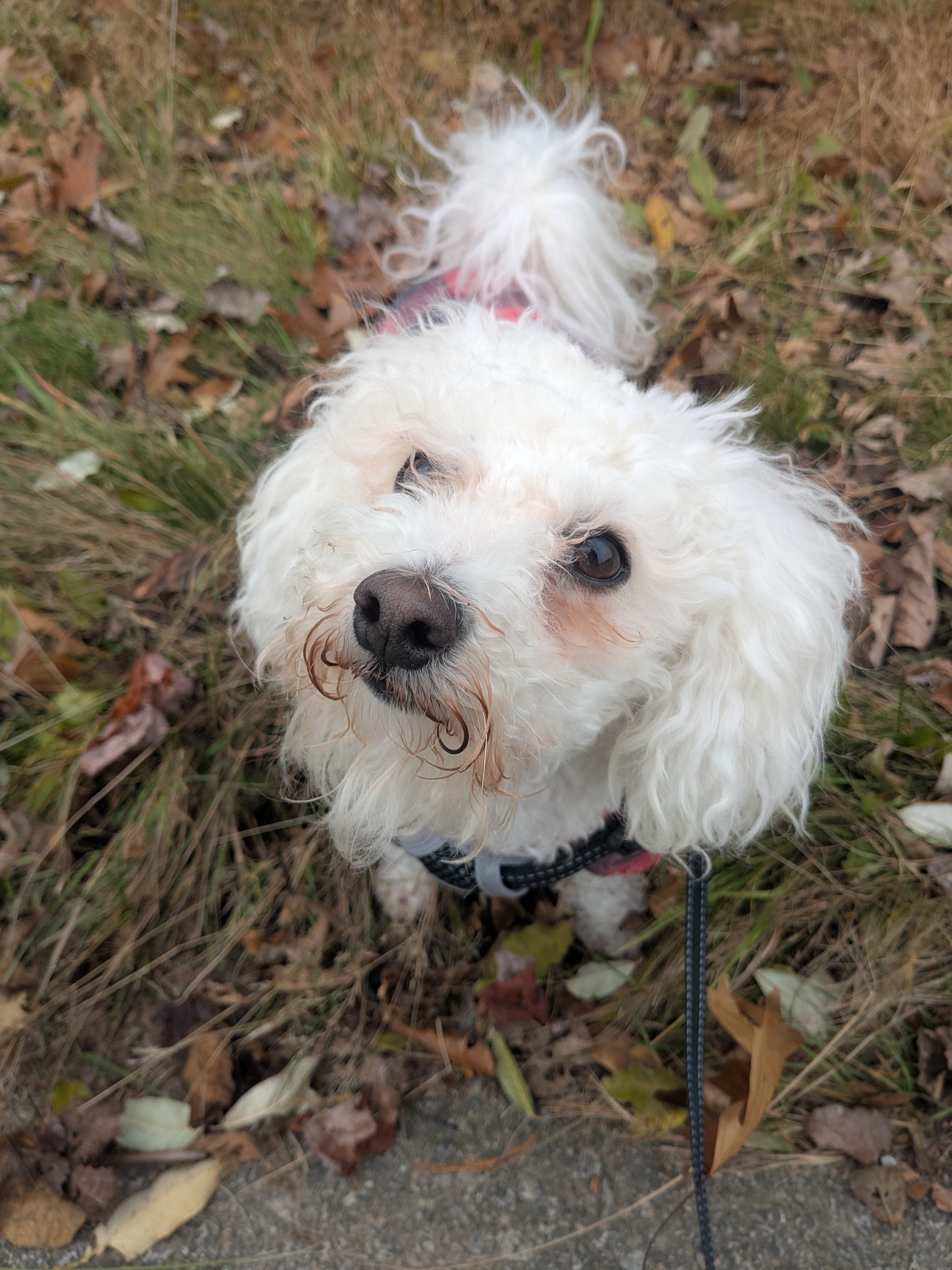 Mylo Gets His Sniff On!