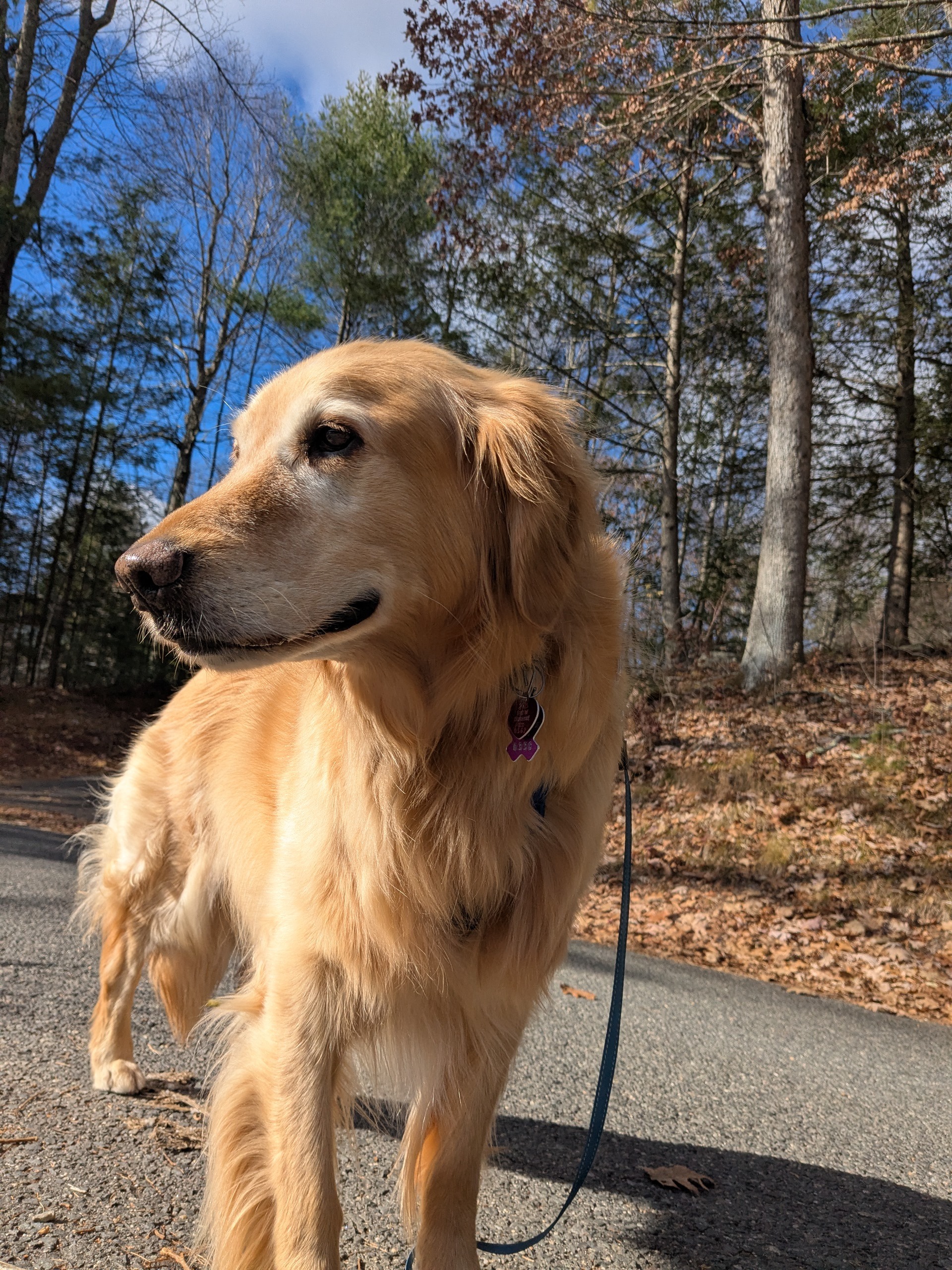 The Golden Boy