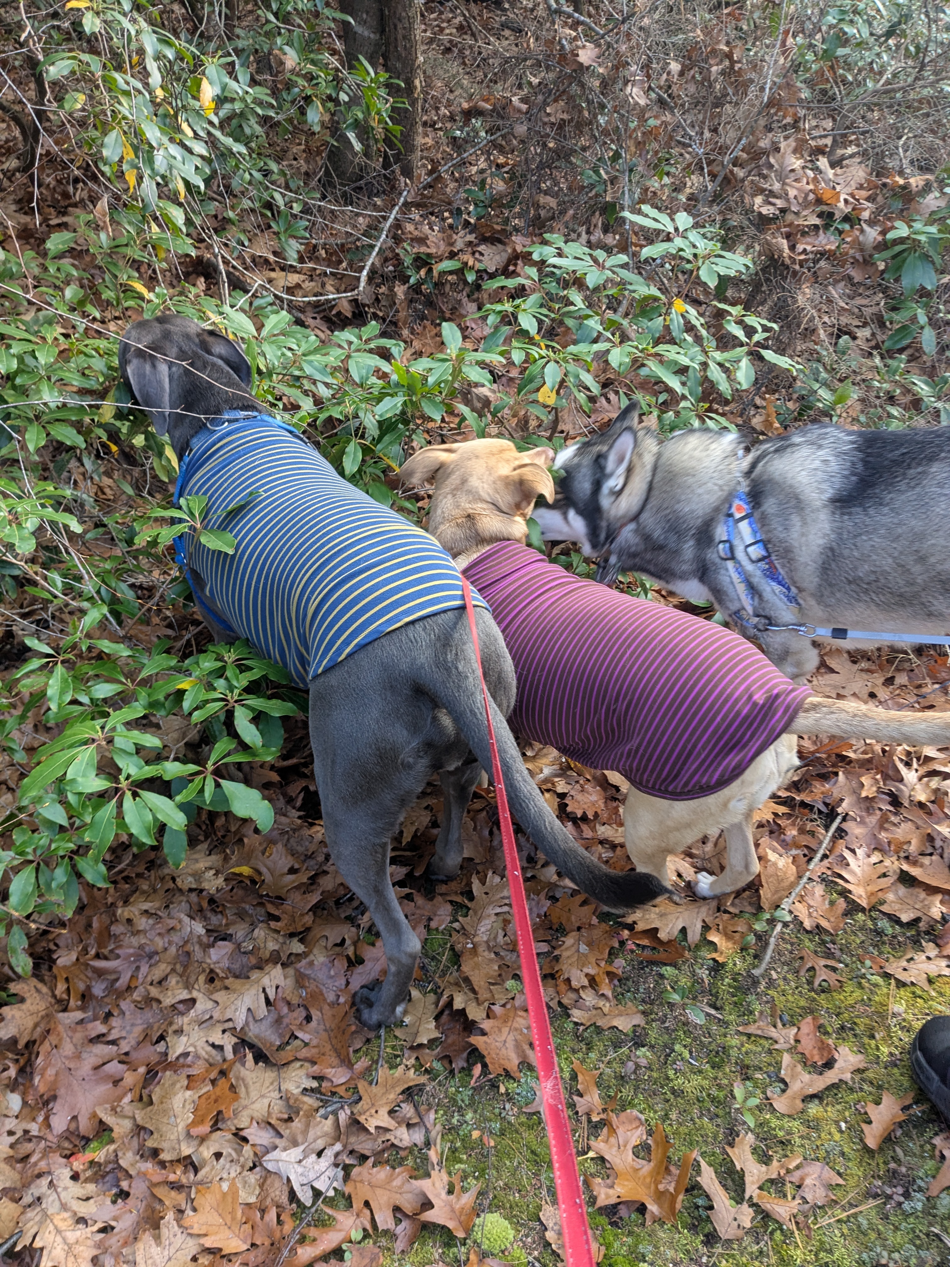 3 Peas In A Pod!