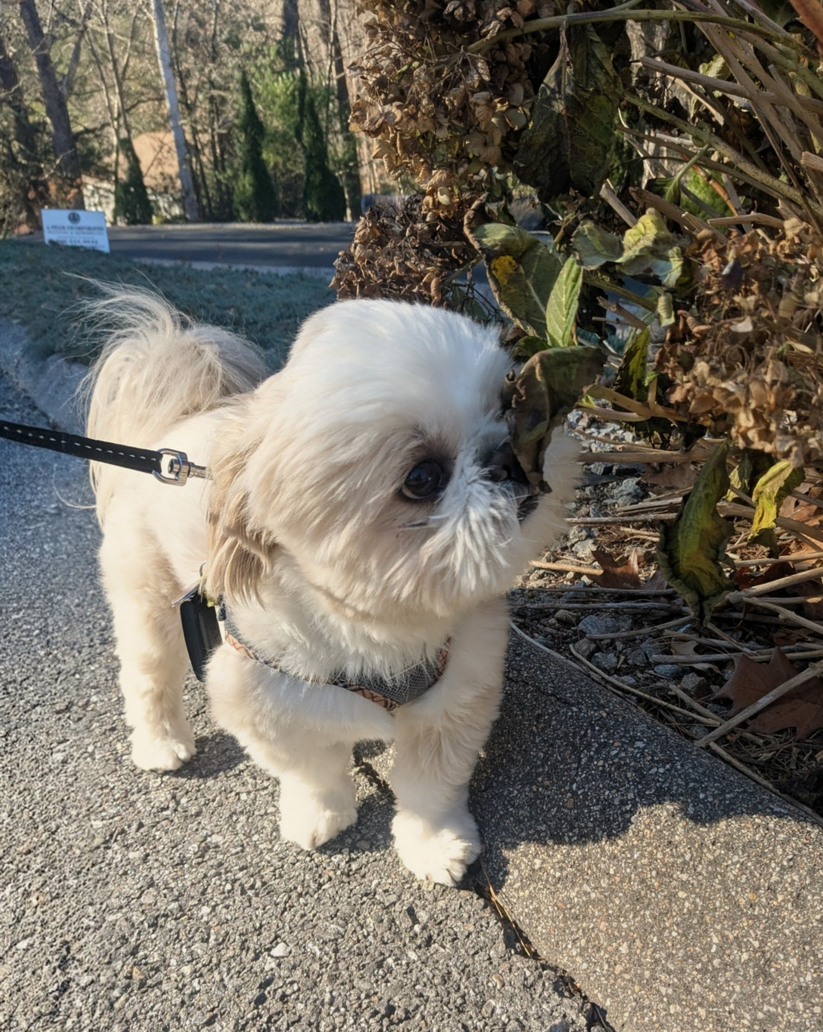 Teddy Meets A New Friend!