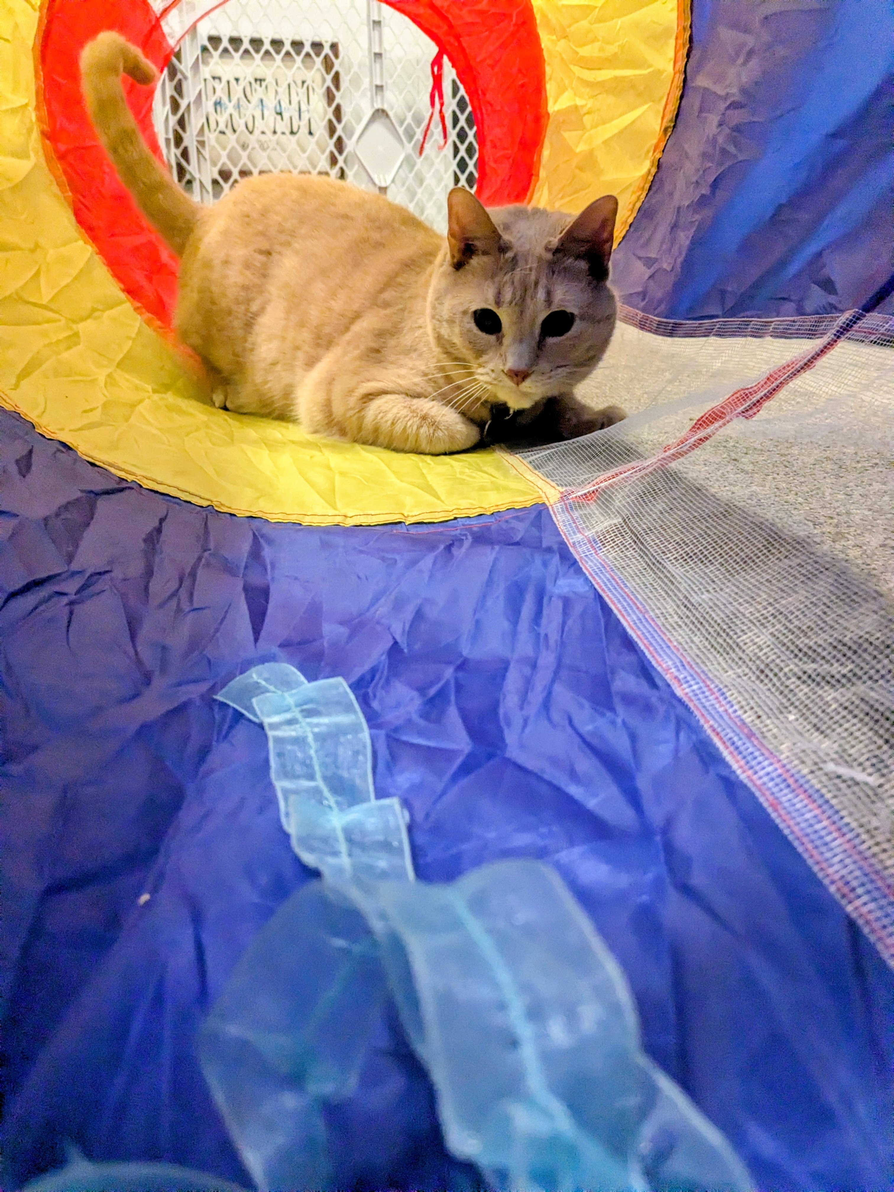 Tunnel Of Furry Love😻