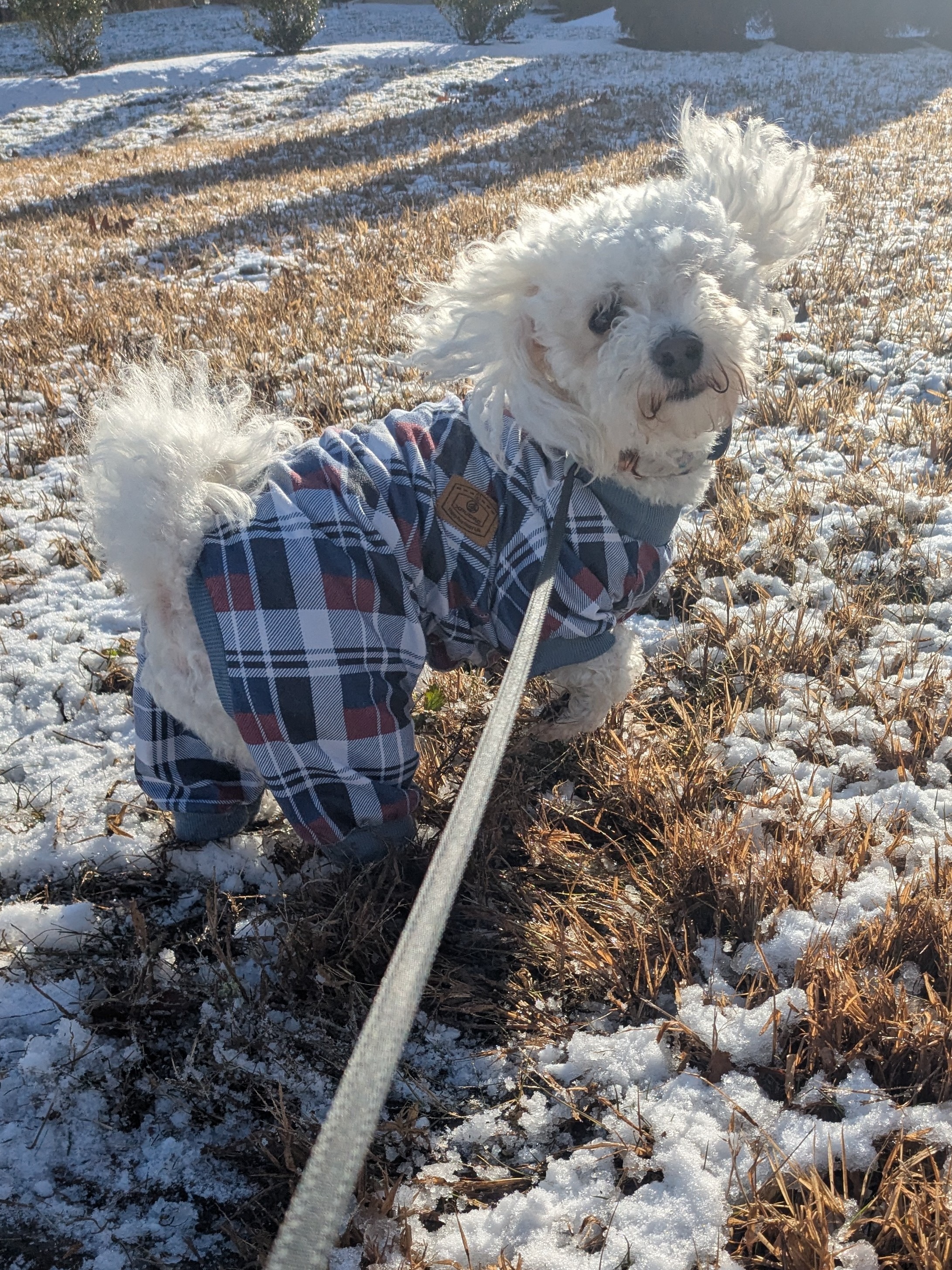 Mylo Gets Into The Spirit Of Christmas With Furiends!