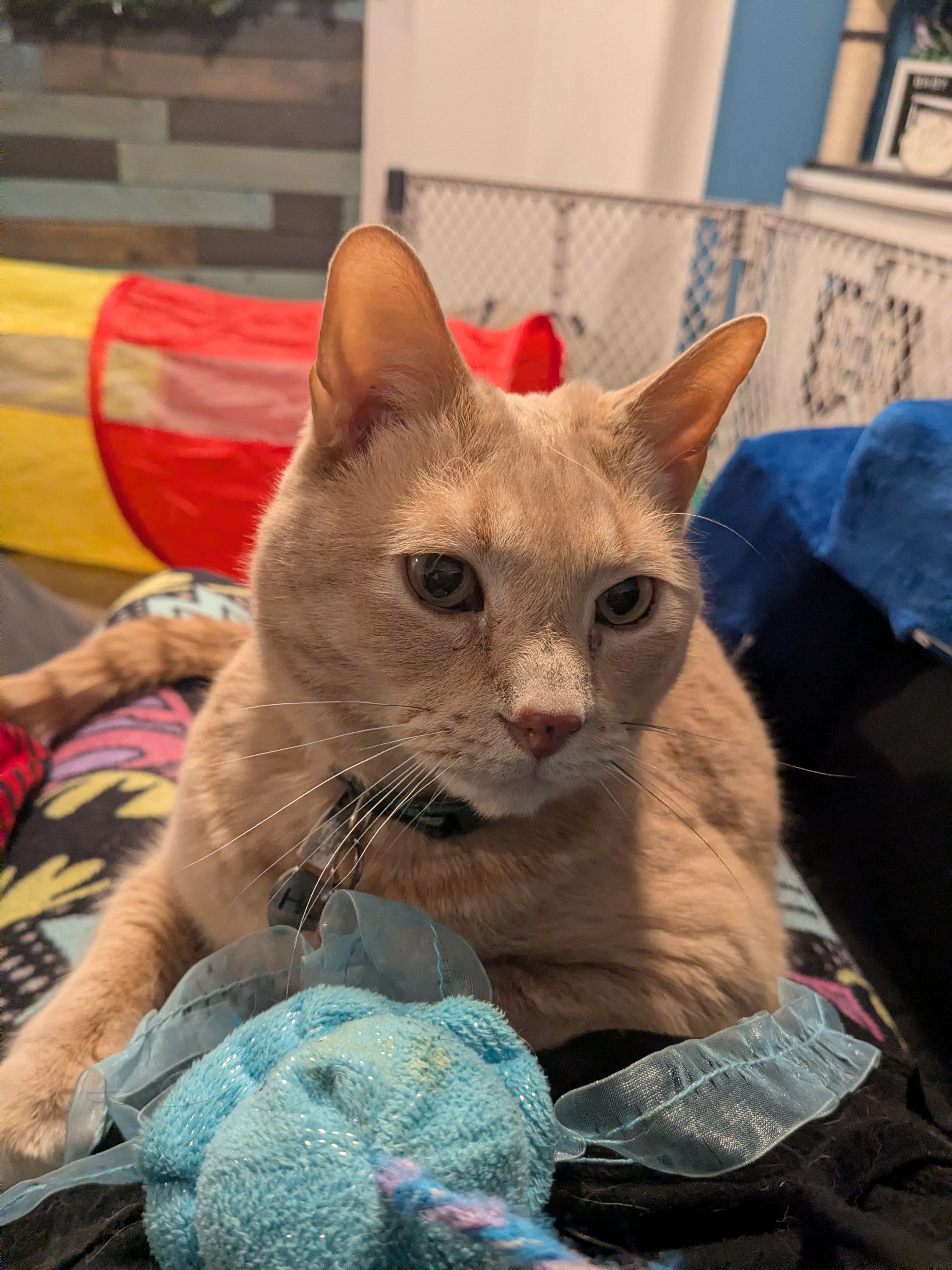 Purr-fect Widdle Snuggle Bug!