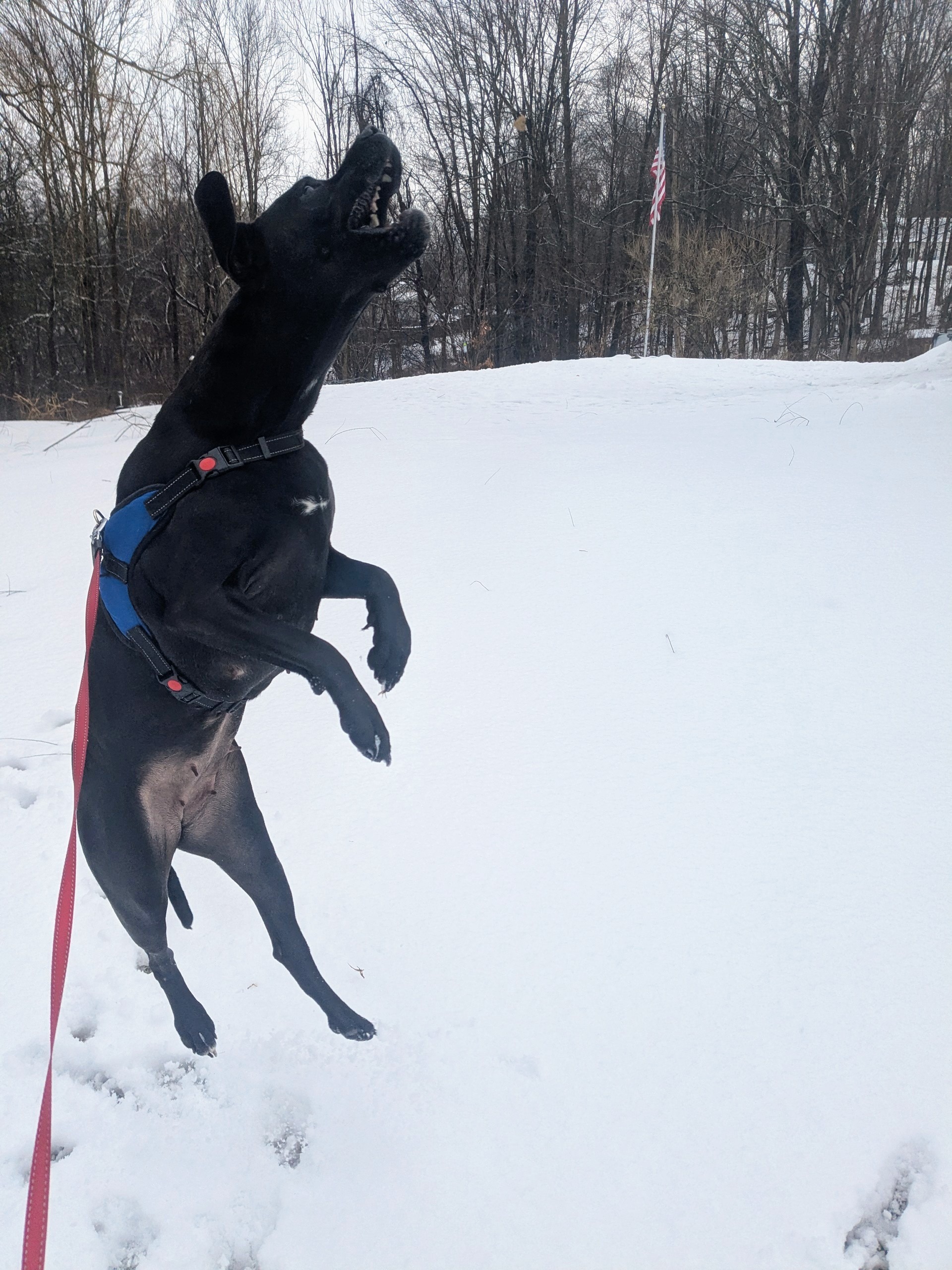 Jumpin’ Jada, Curious Gus, And Indecisive Jake 😆