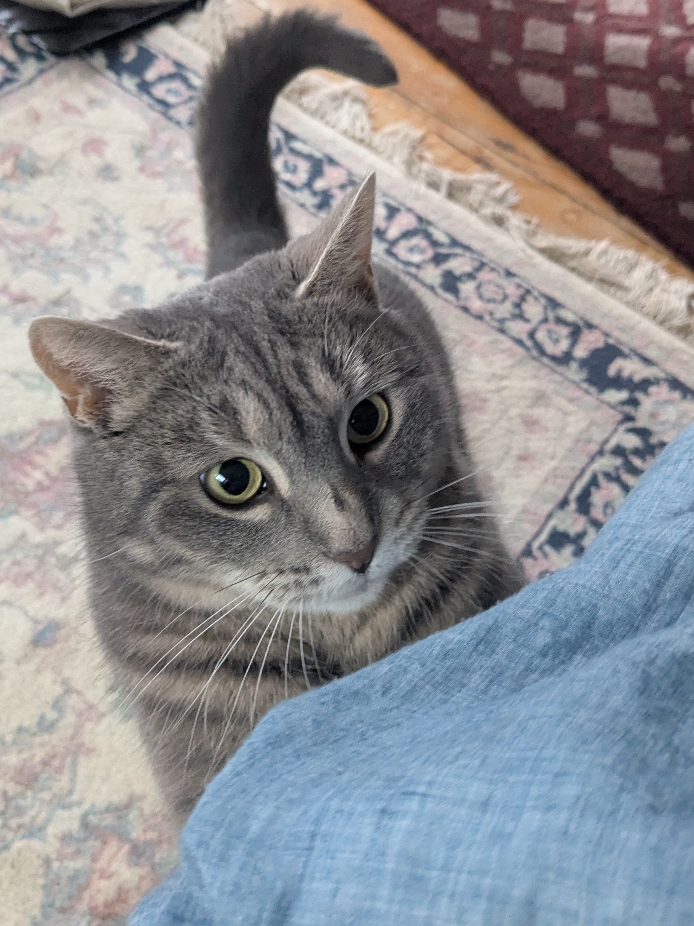 Purry Happy Kitty!