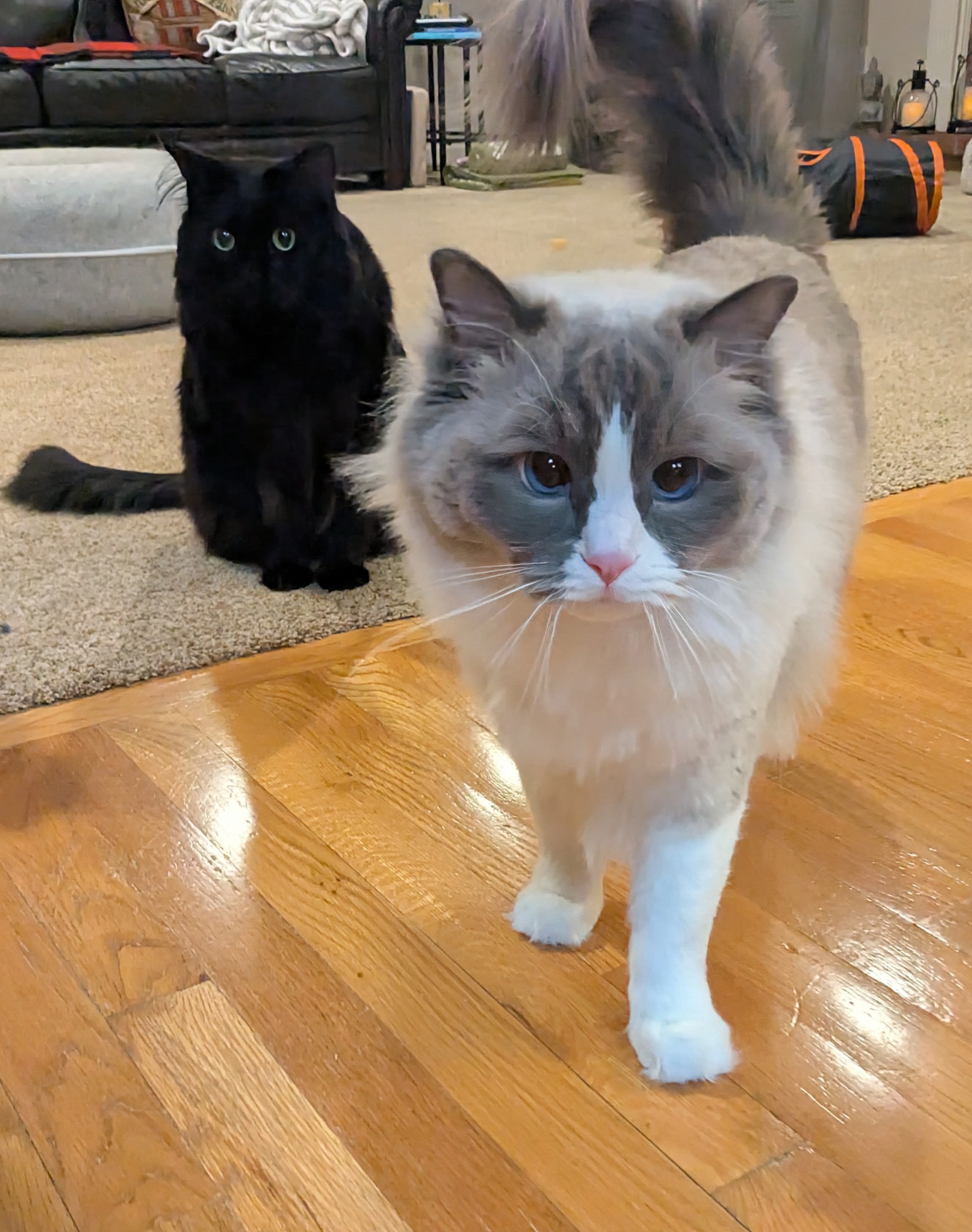 Best Furiends Furever