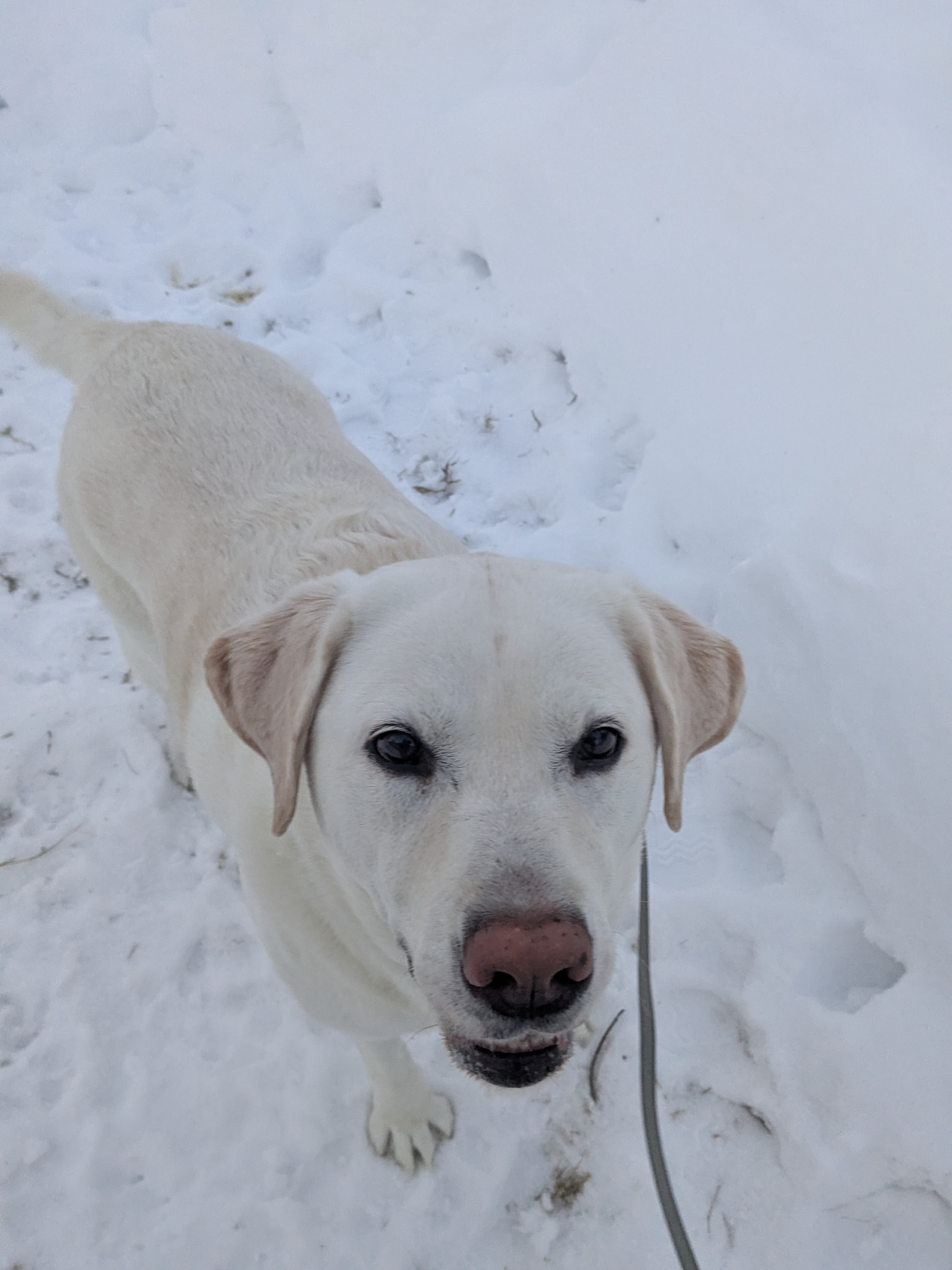 Polar Bear Sighting!!!