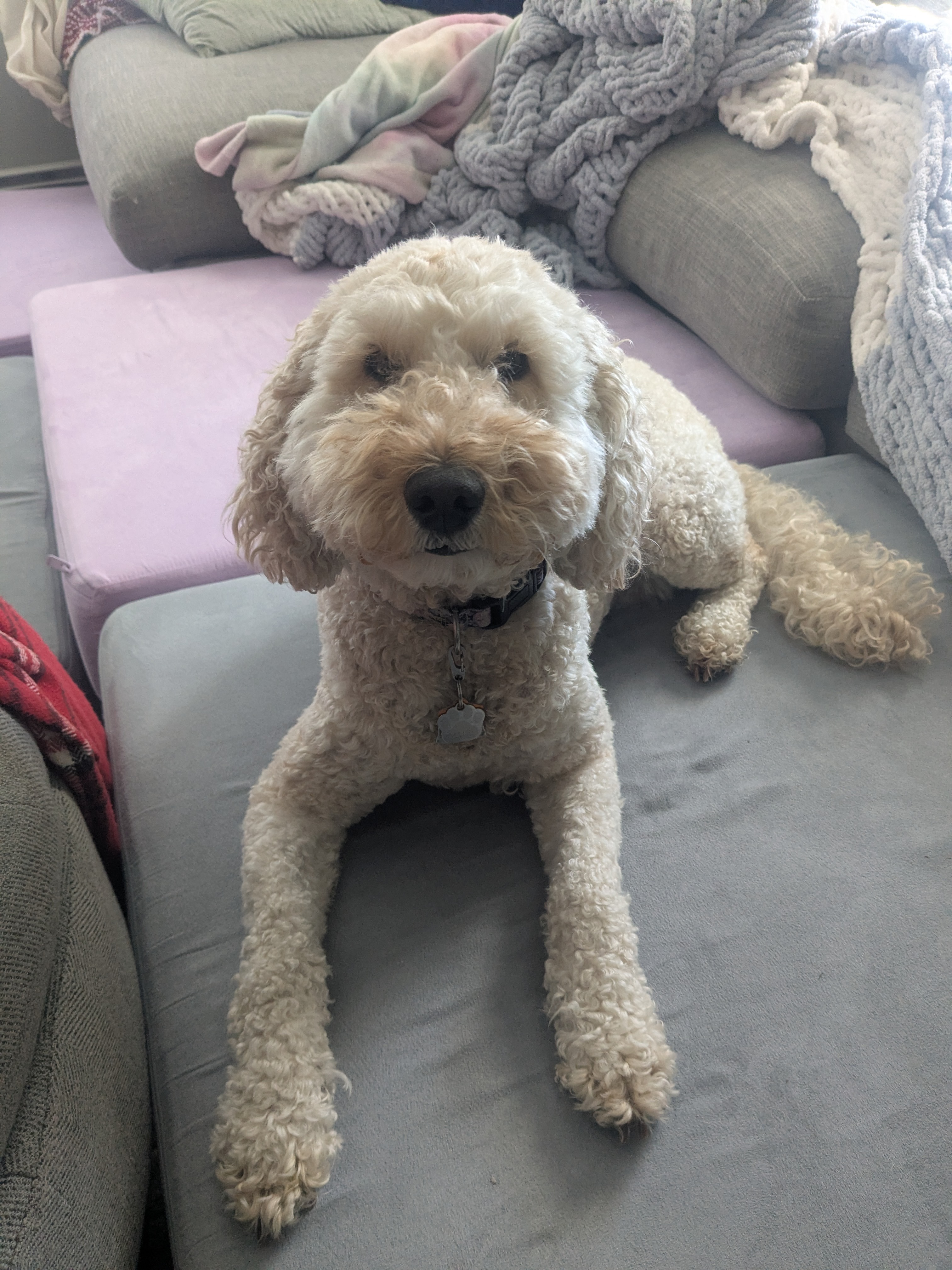 Millie Is On The Mend! ❤️