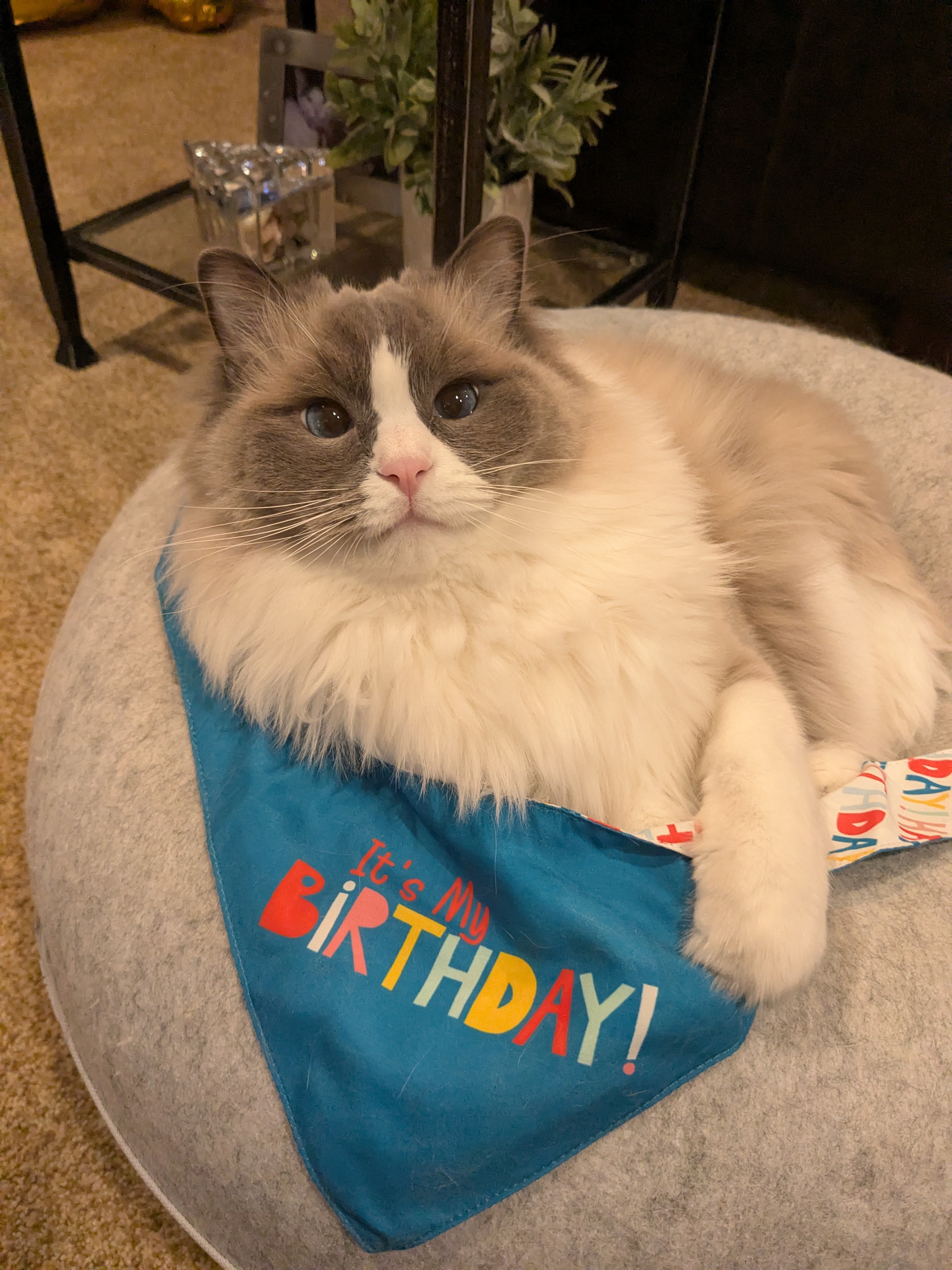 Happy 4th Birthday Toby!